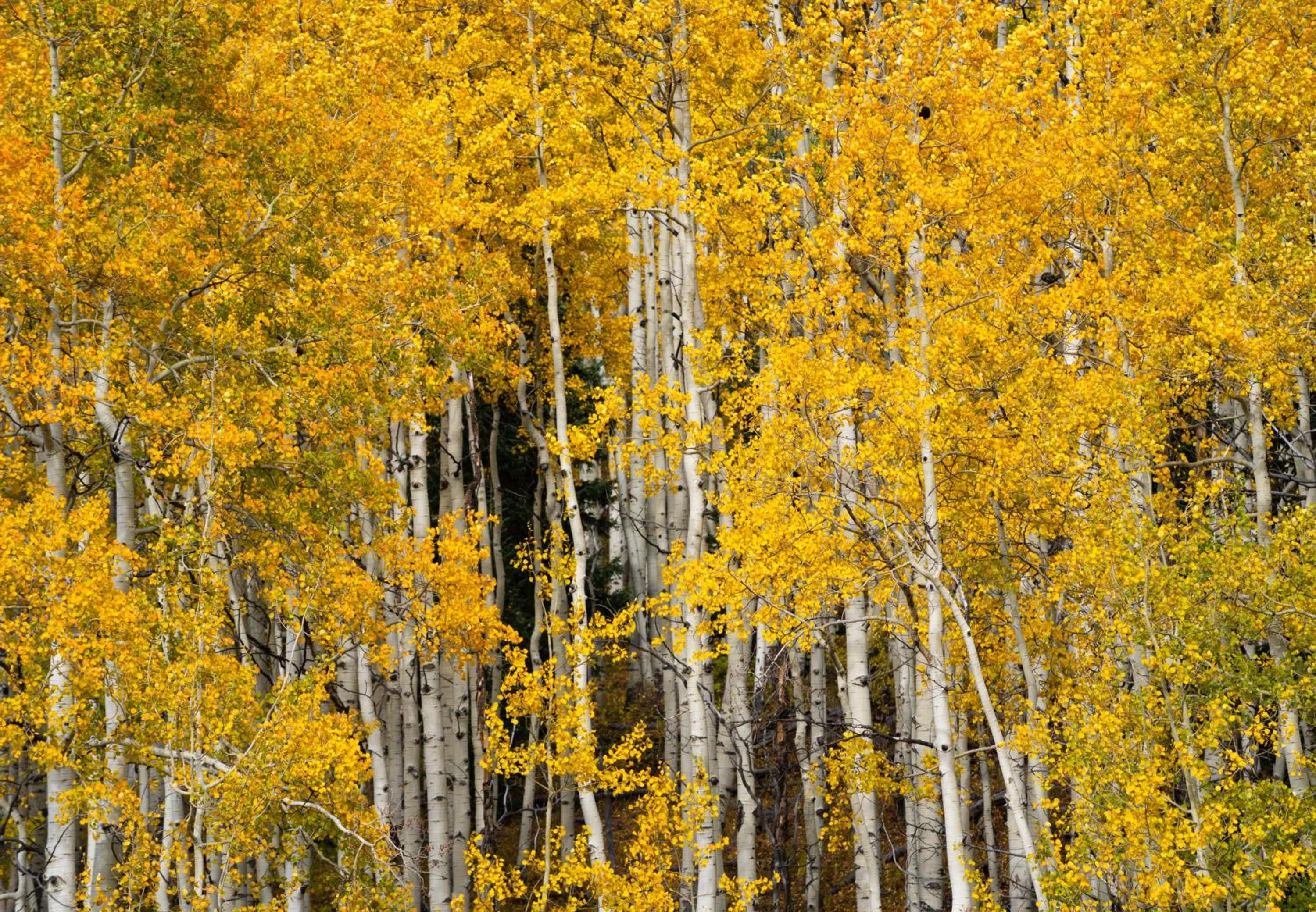 Aspen Springs Angel Fire
