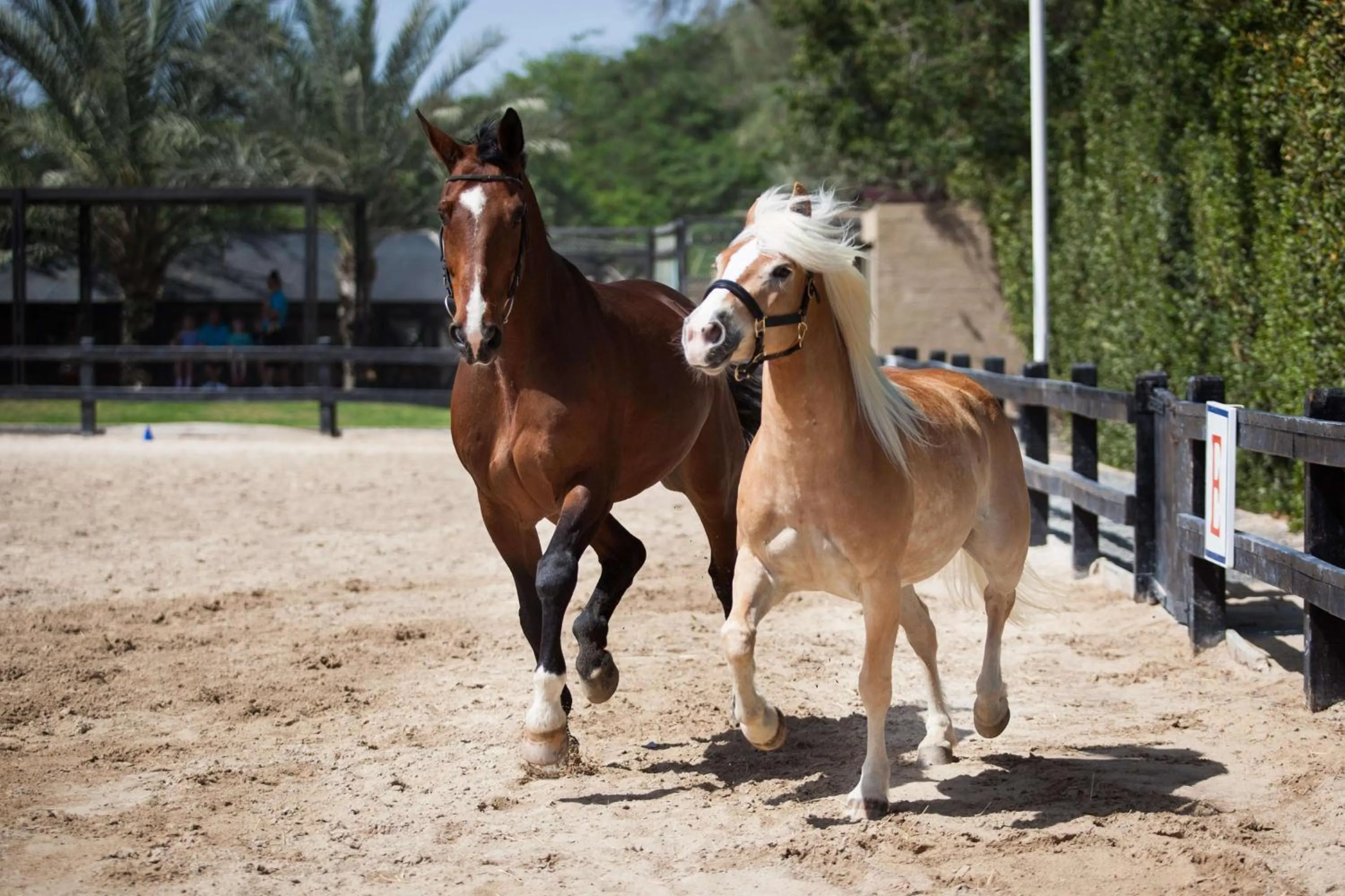 Horse-riding in JA Palm Tree Court, Dubai