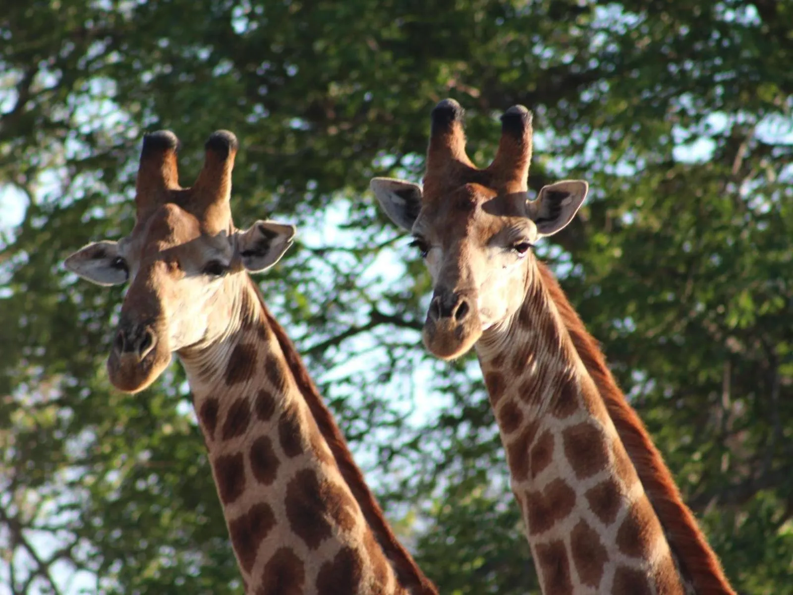 Animals in Thornhill Safari Lodge