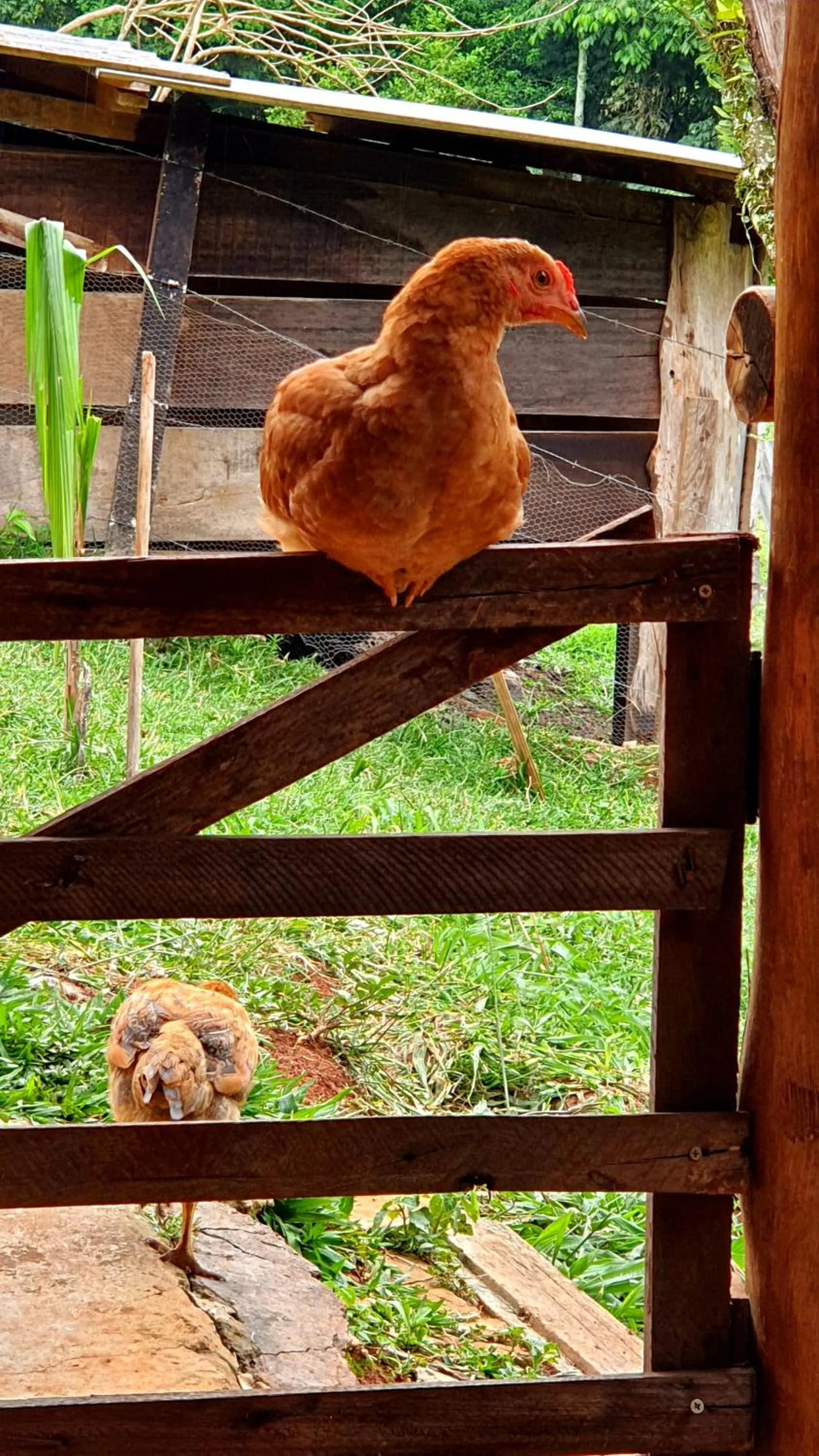 Pets in Sítio Belucci