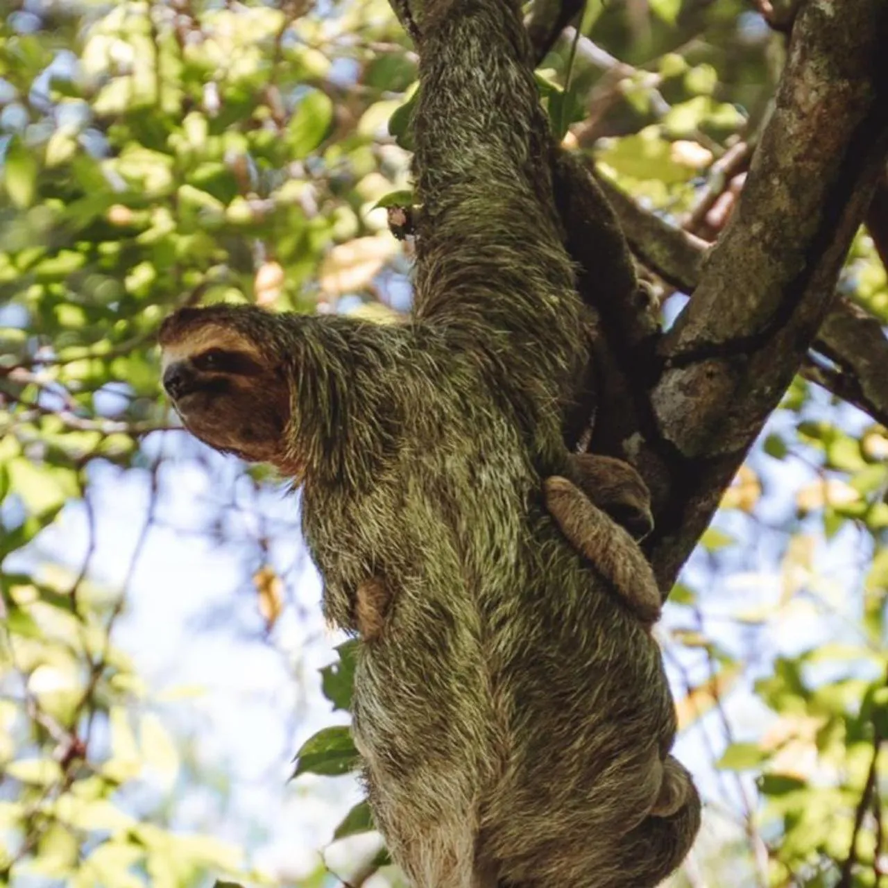 Natural landscape in Hotel Villabosque Eco Boutique