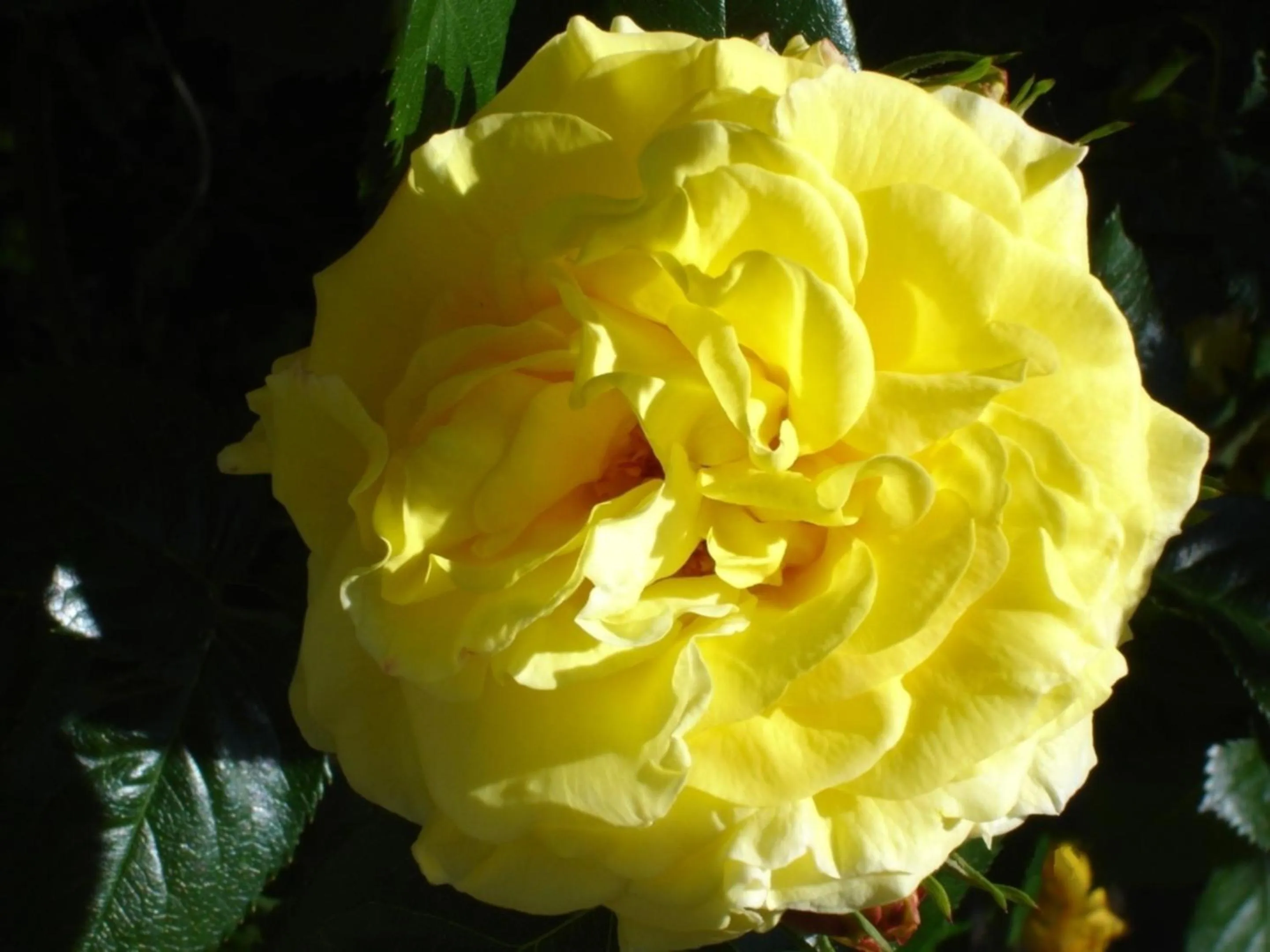 Garden in Hotel Garni Eden