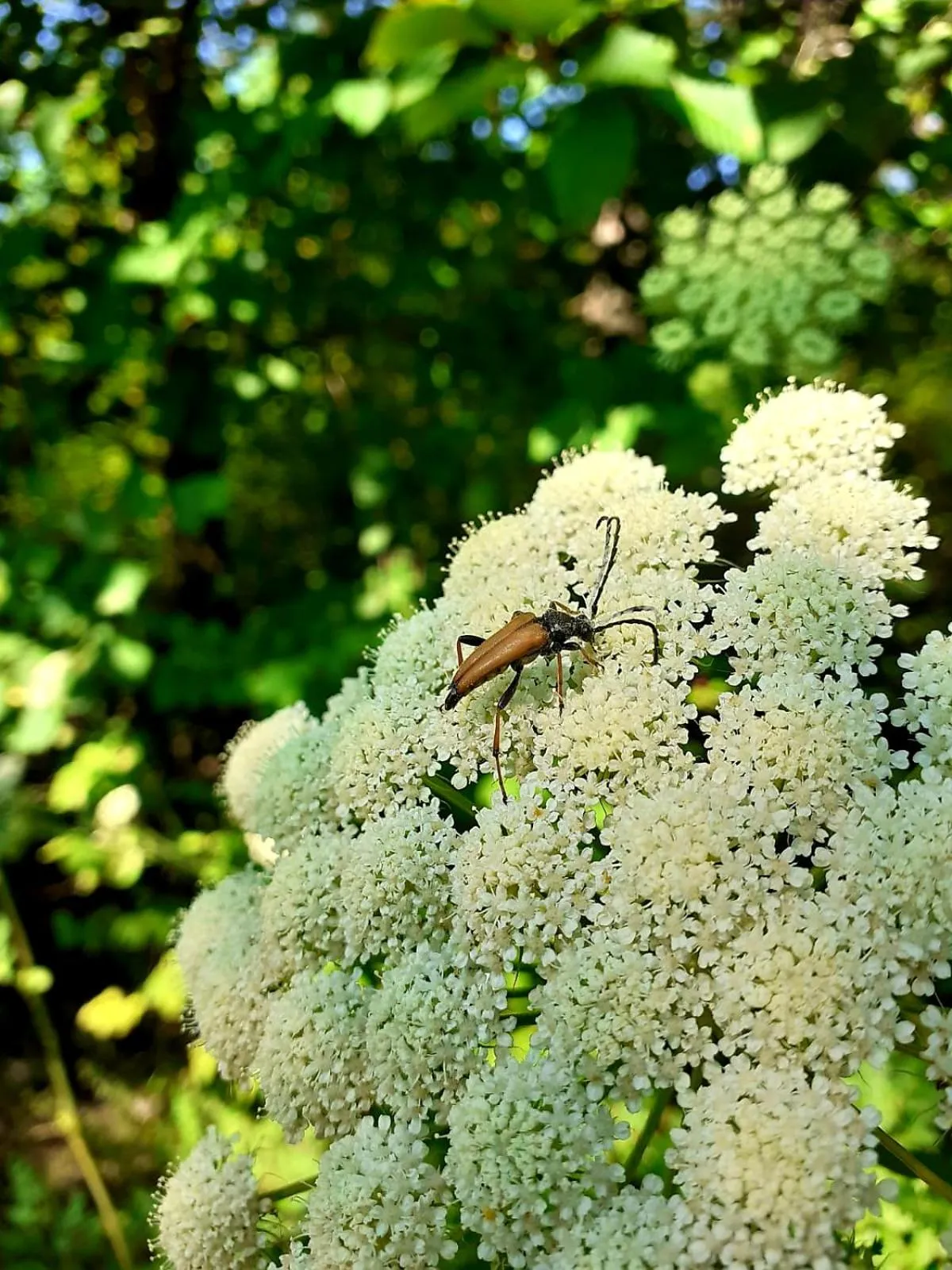 Garden view in Haidinger's Boutique Domizil