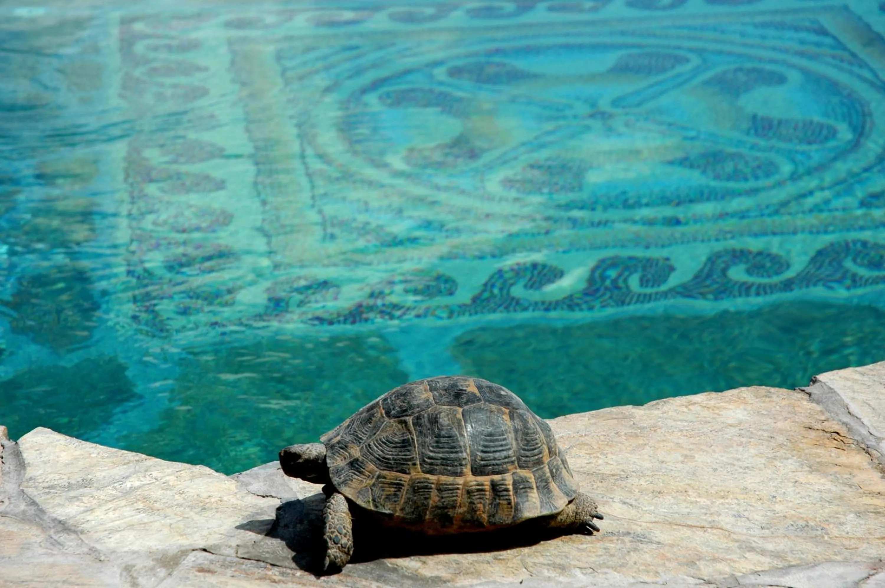 Animals in MUSEUM HOTEL - Relais & Châteaux