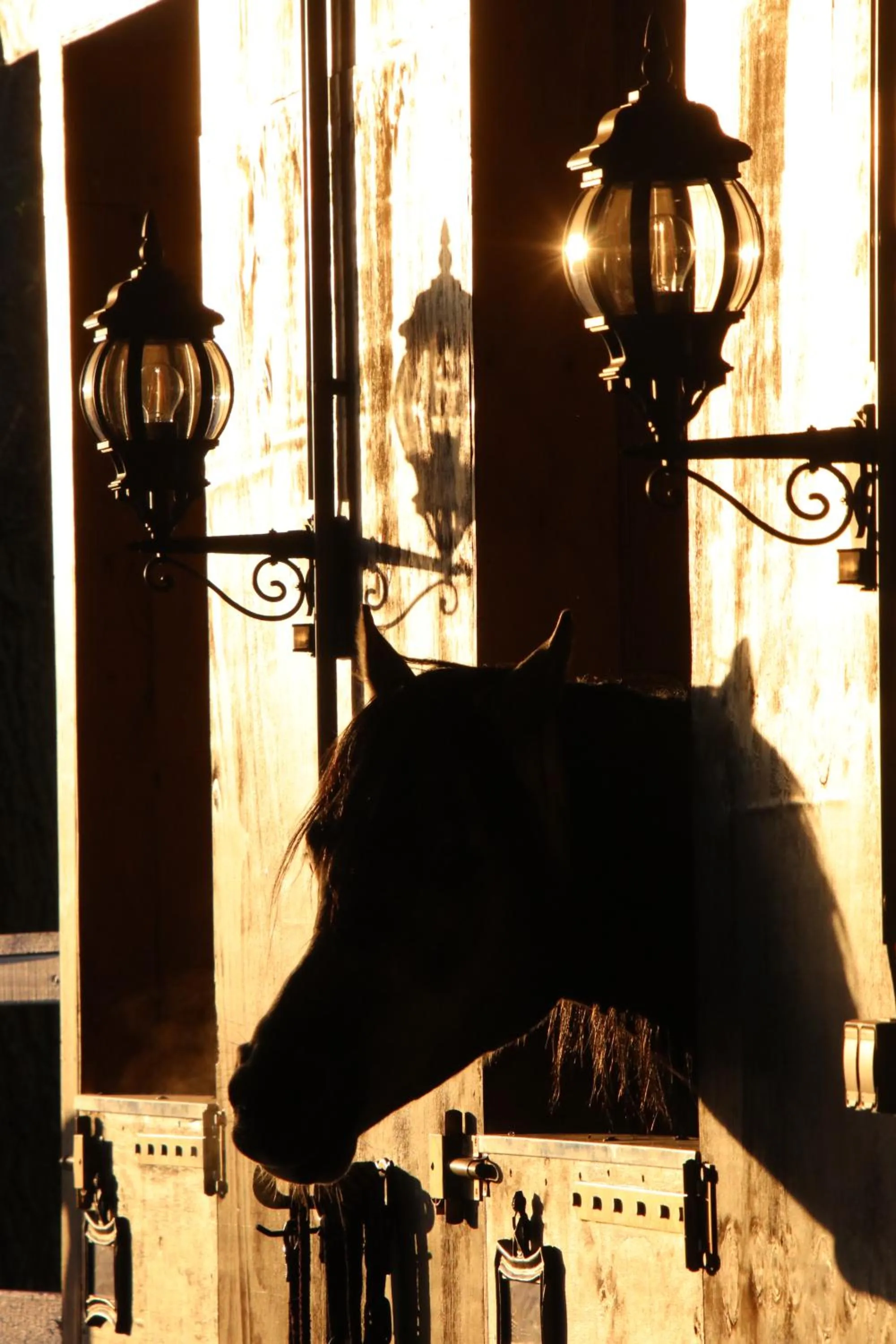 Animals in Luxus Resort Rügen Residenz Kubitzer Bodden