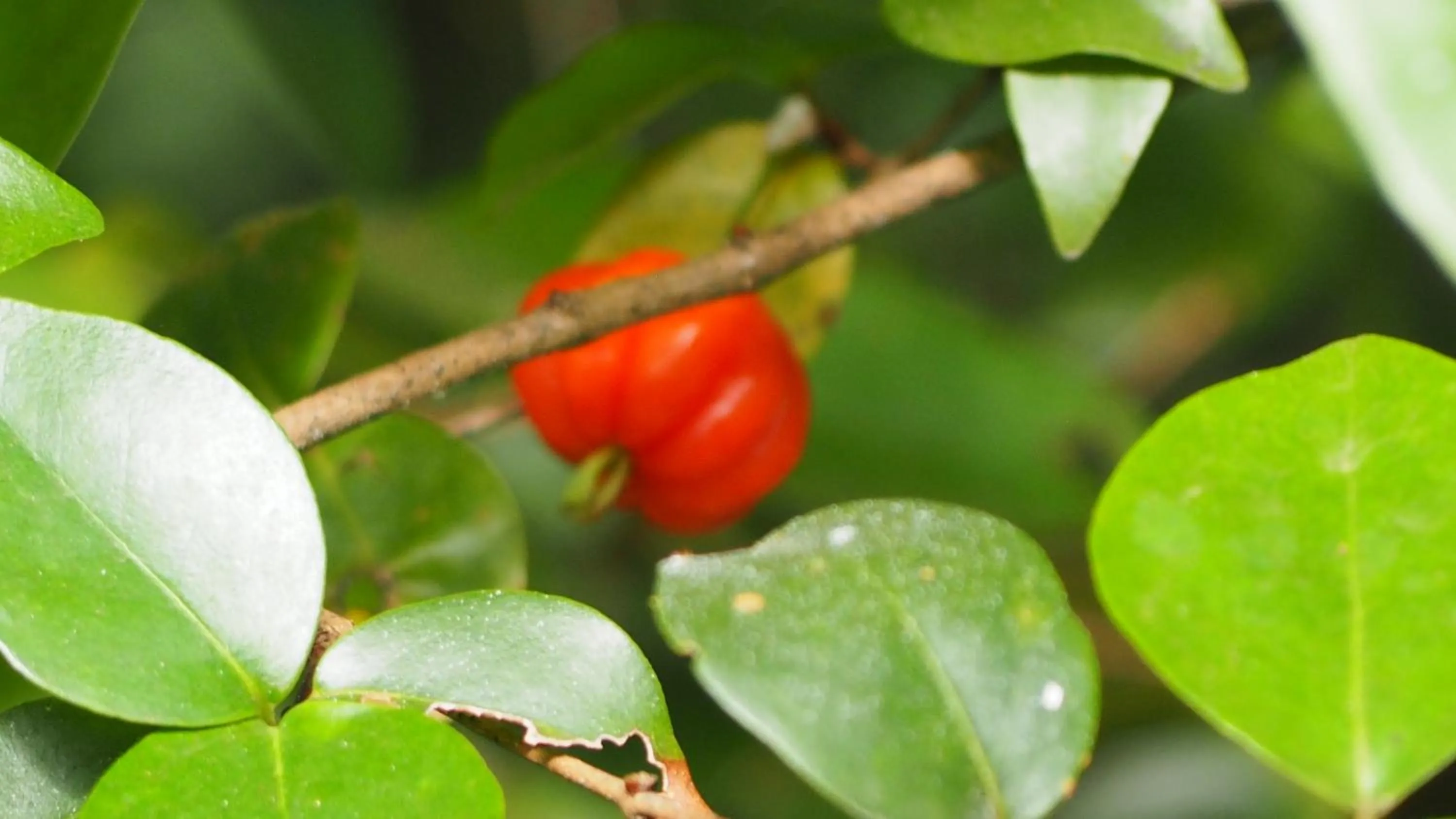 Garden in Bangalôs do Gameleiro
