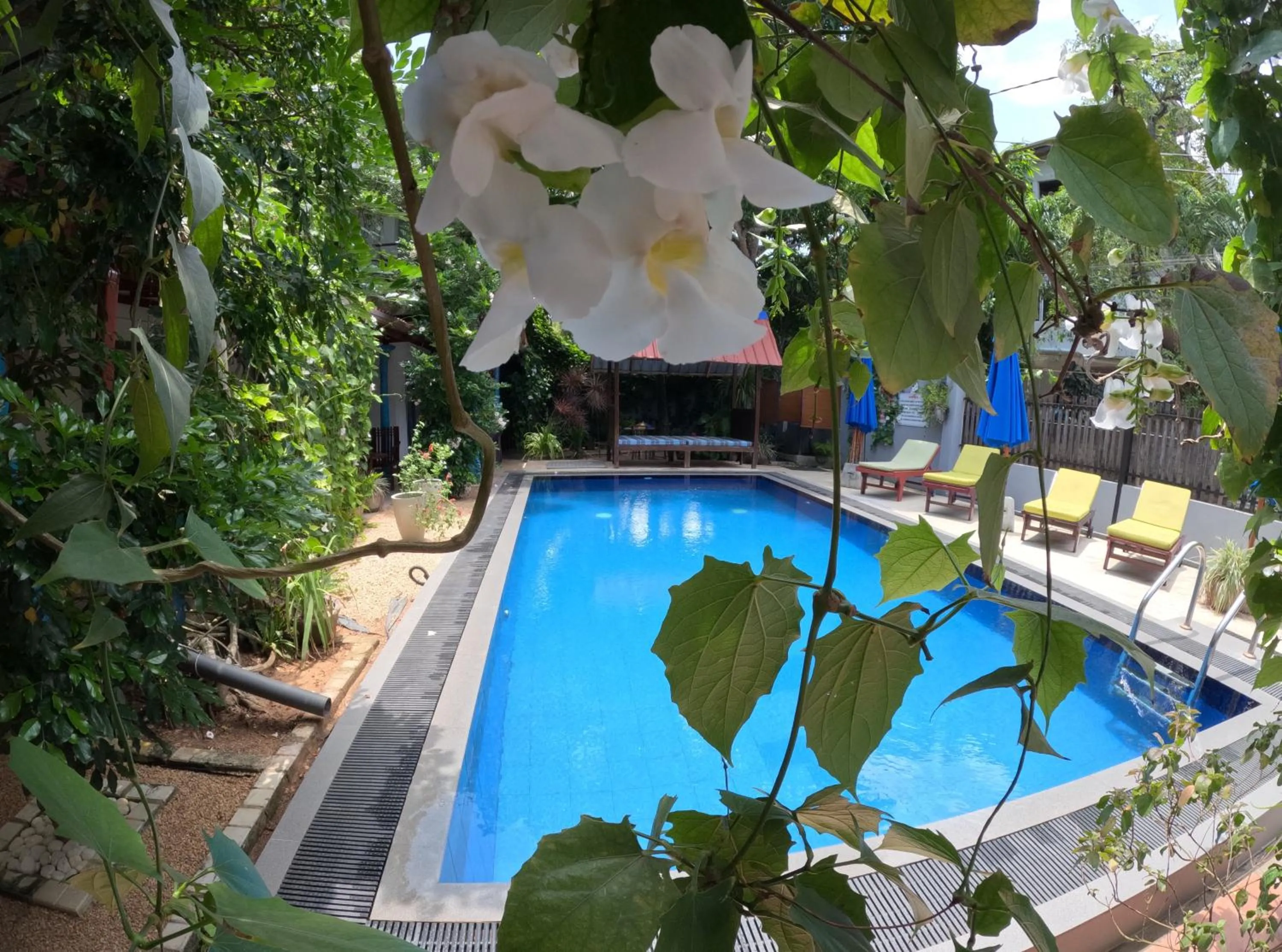 Swimming pool in Mirissa Blue Whale Holiday Hotel
