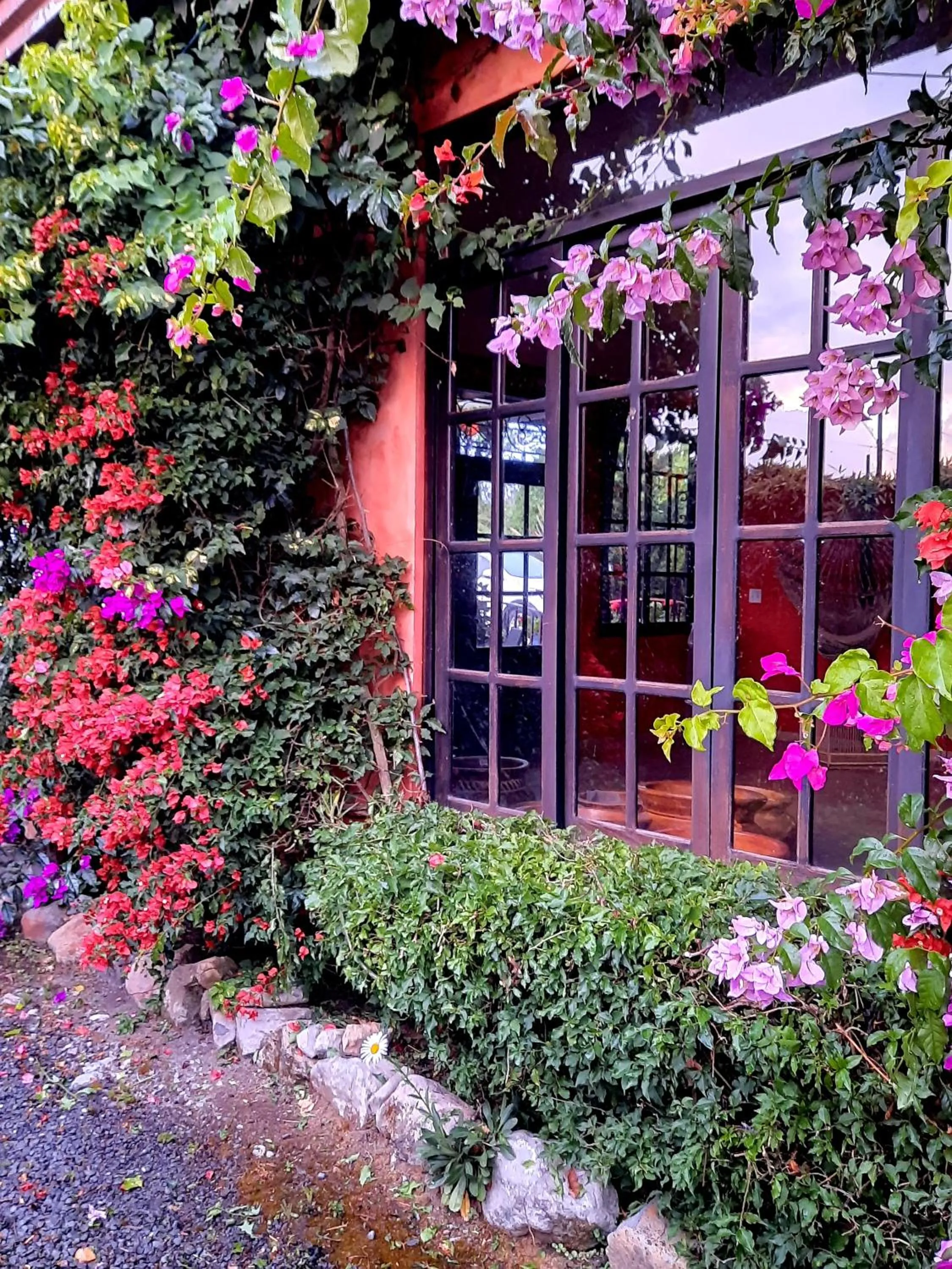 Garden in Cabañas San Miguel