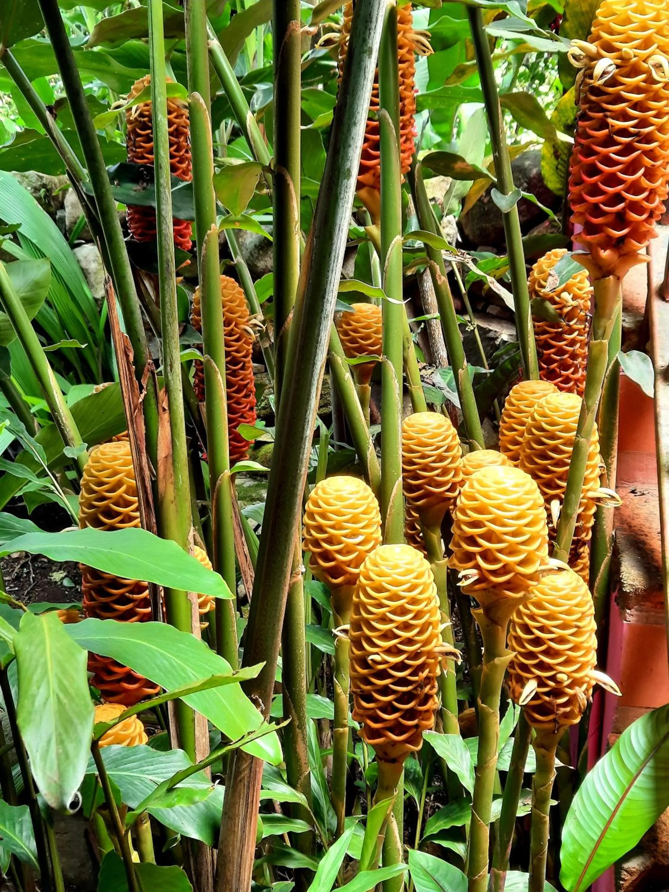 Garden in Cabañas San Miguel