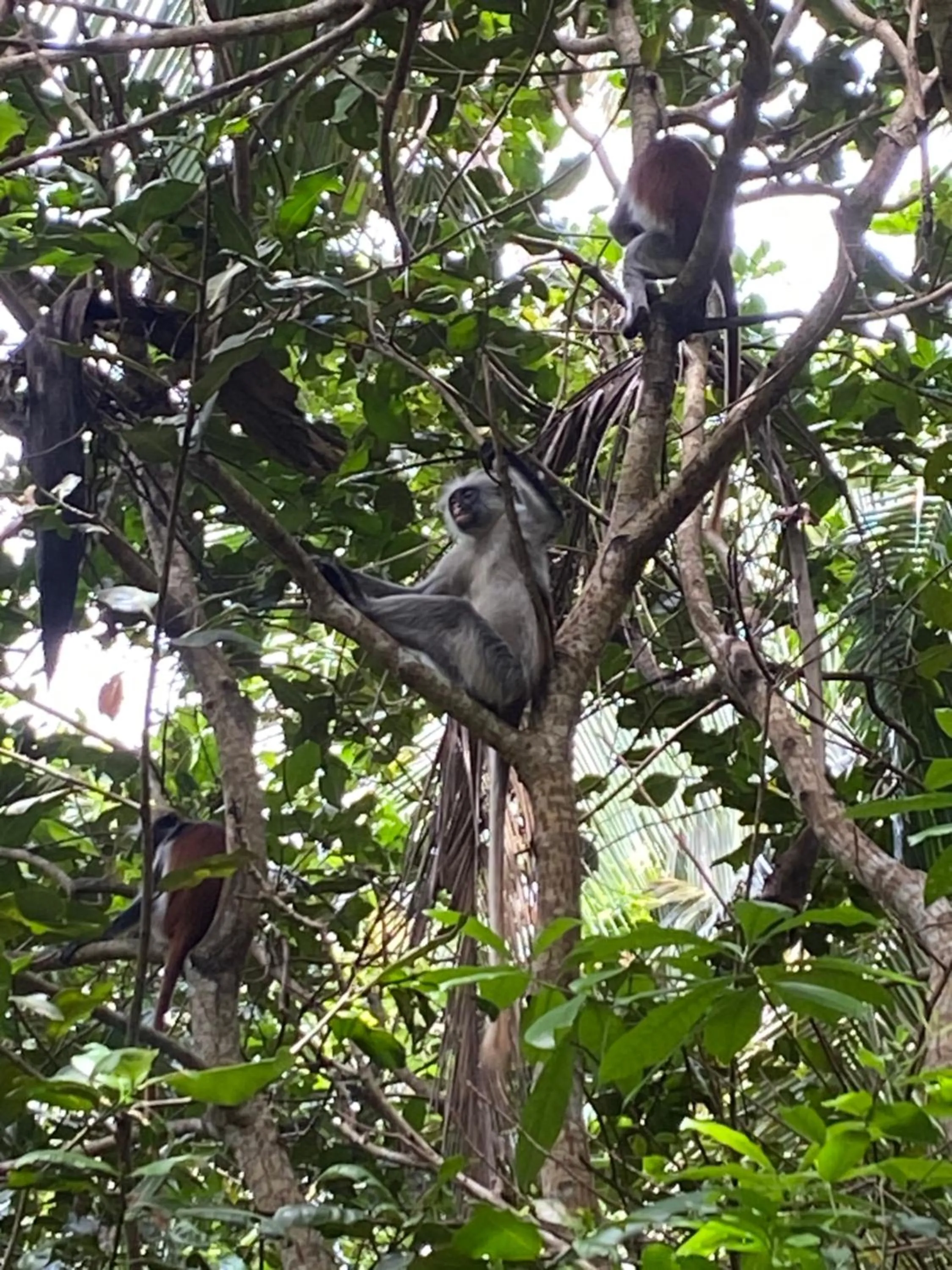 Calamari Beach Resort