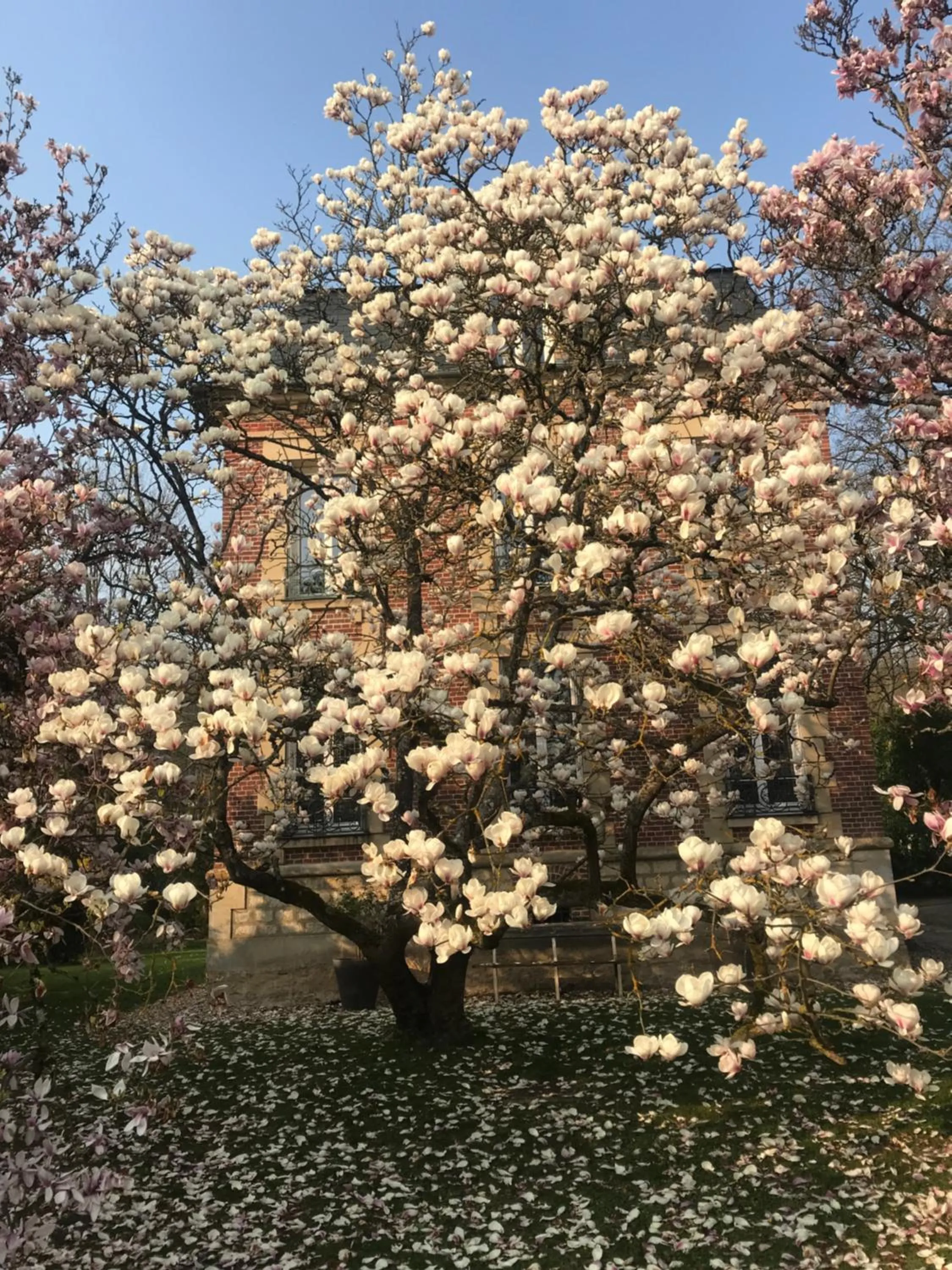 L'Atelier des Magnolias
