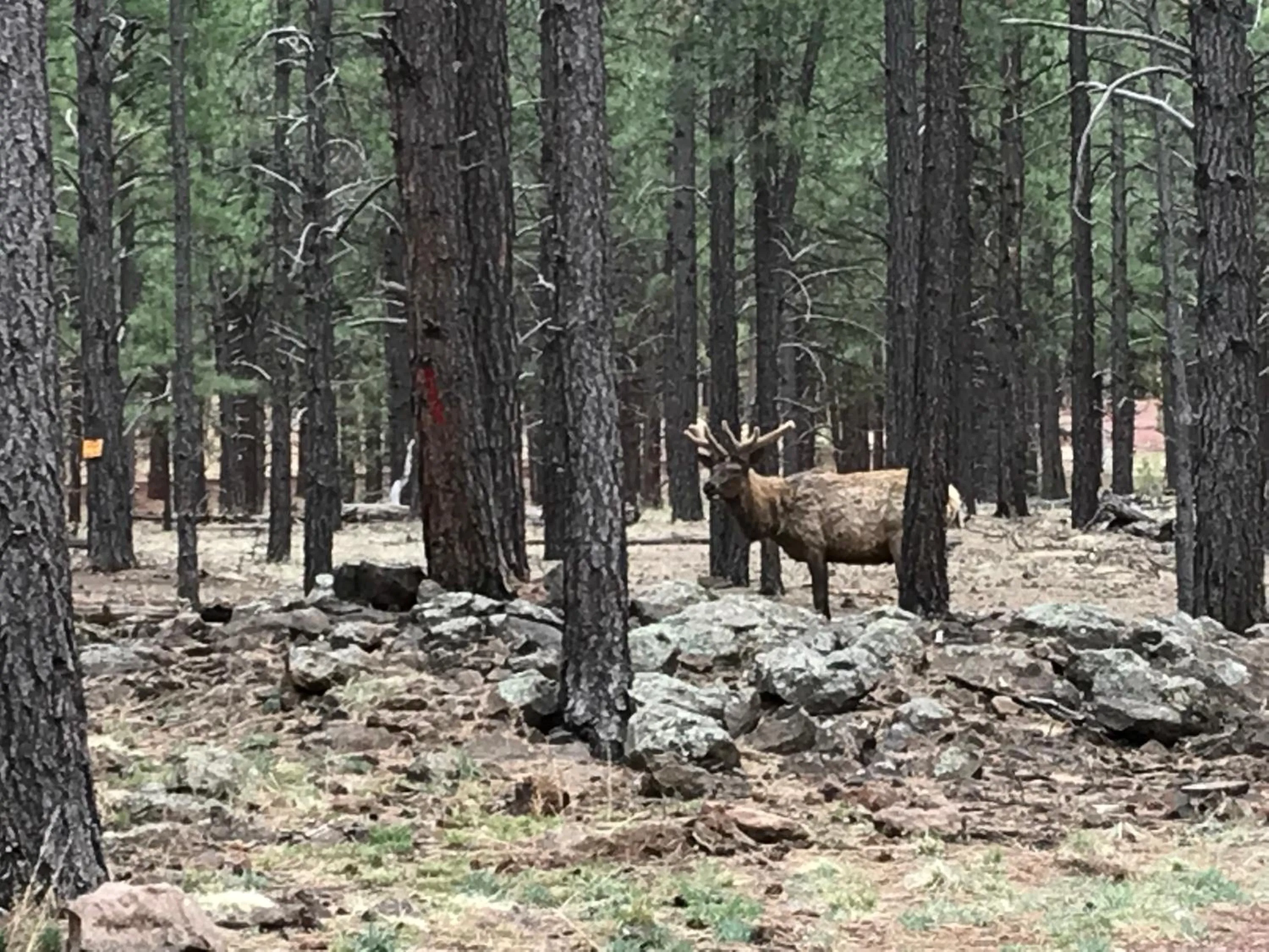 Animals in Grand Canyon Cottage at Historic Wrigley Ranch with Horseback Riding & Hiking