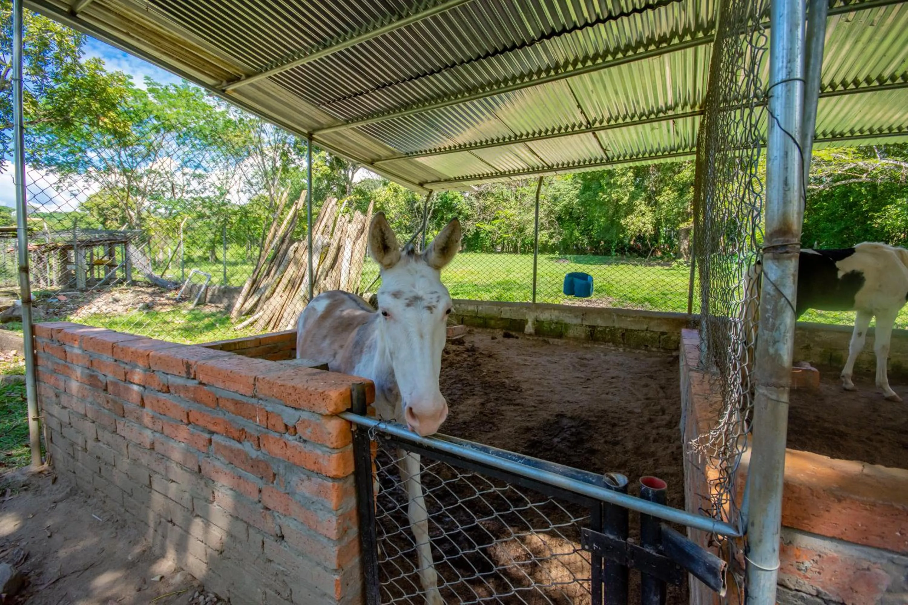 Animals in Hotel Posada San Sebastian