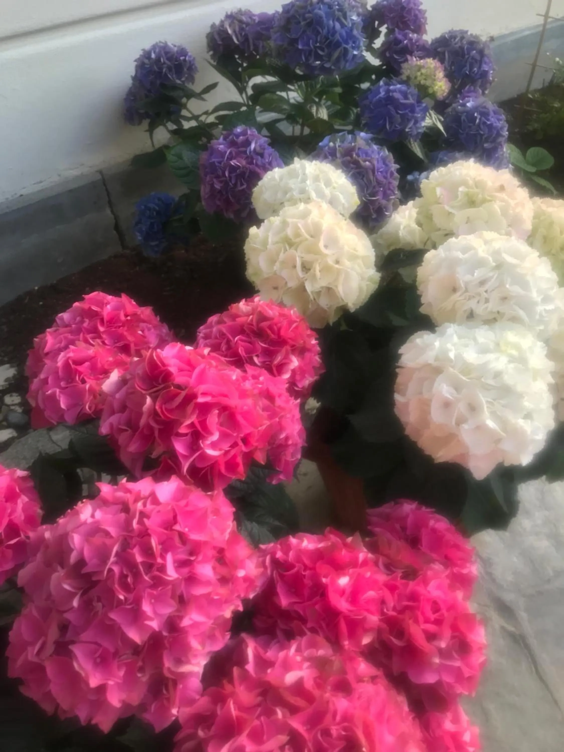 Villa Excelsior Hotel & Kurhaus