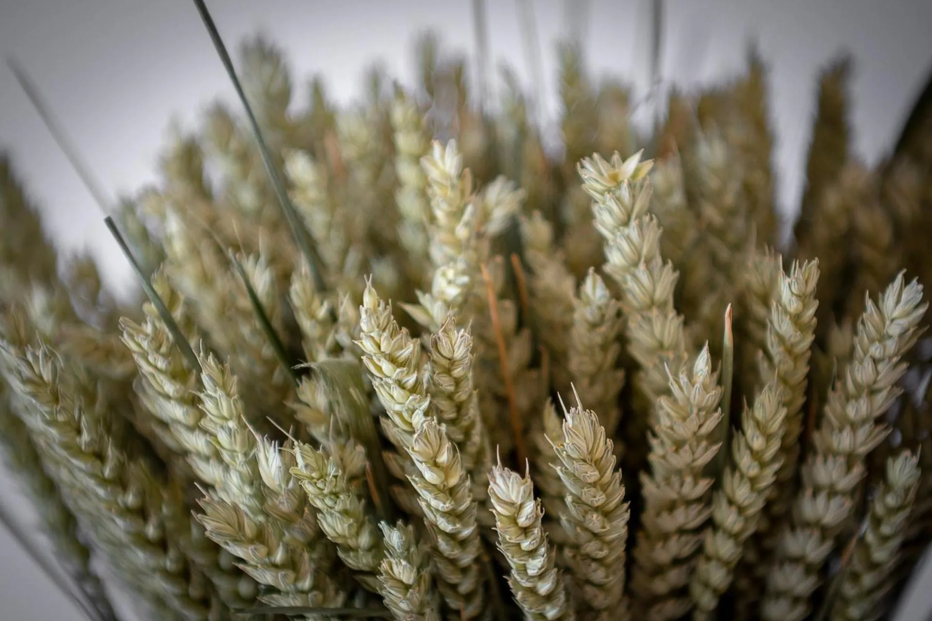 Decorative detail in Résidence U Manellu