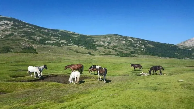 Résidence U Manellu