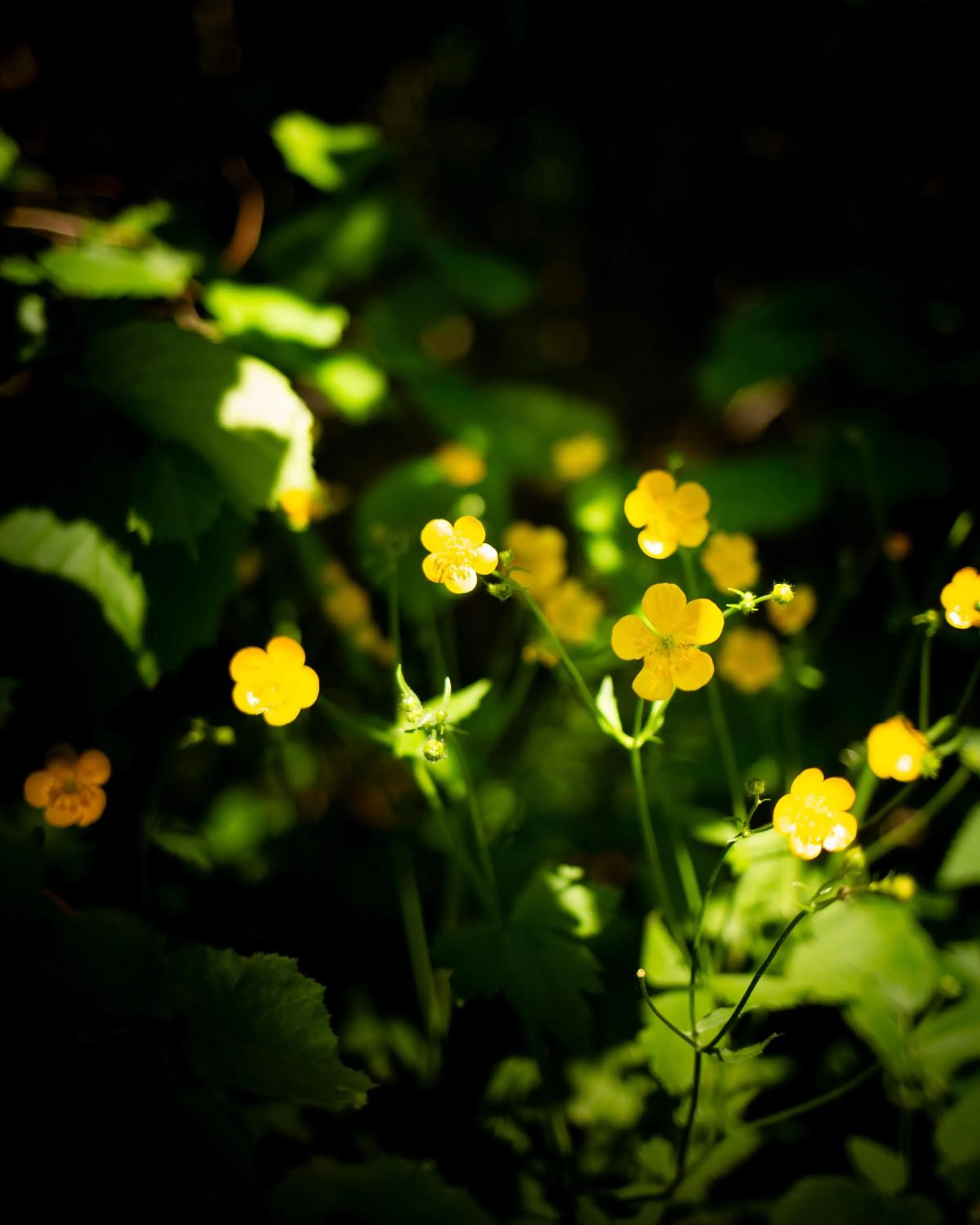 Natural landscape in Hotel Elisabeth, 4 Sterne Superior