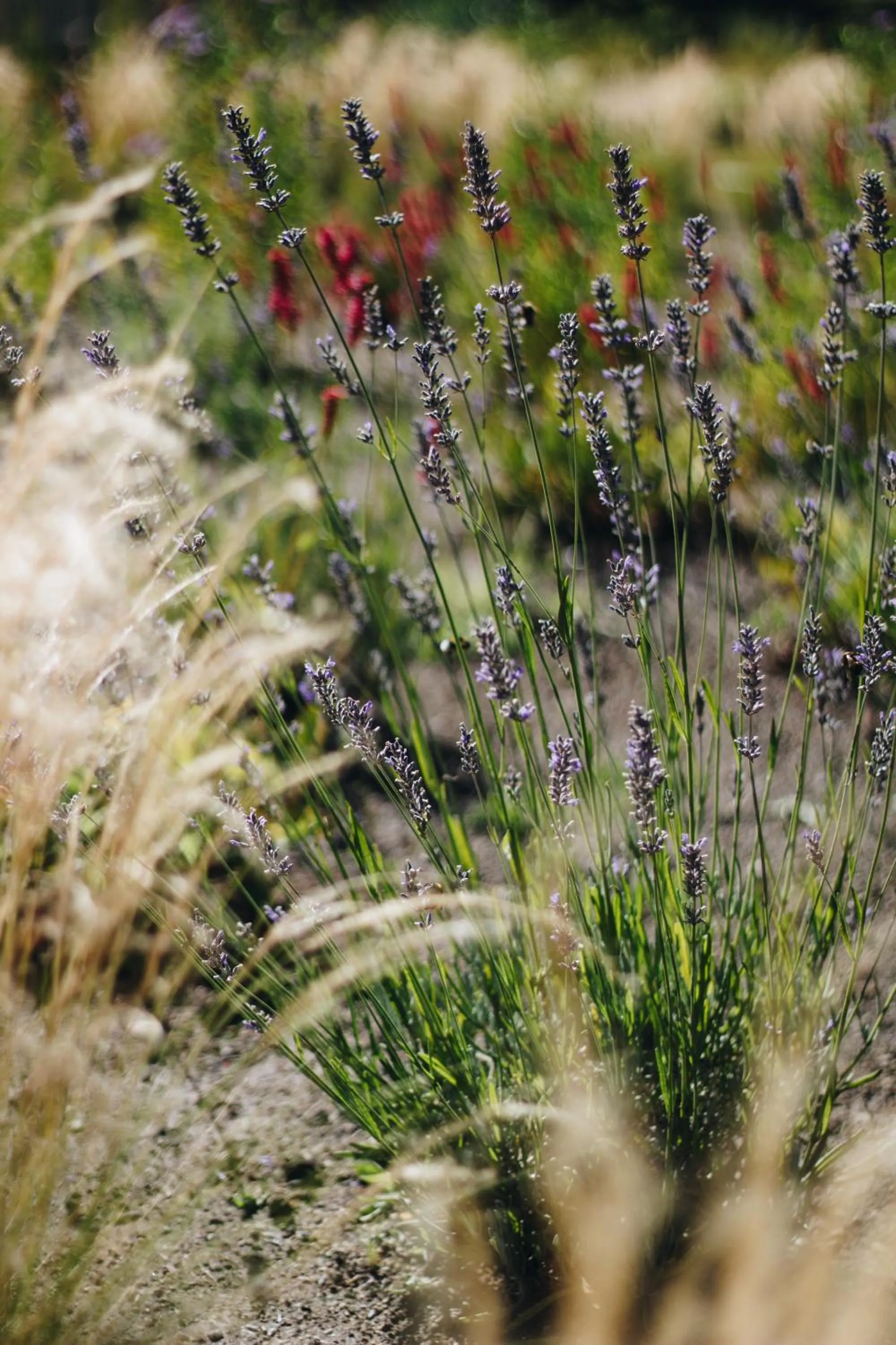 Natural landscape in AWKA Apart Hotel