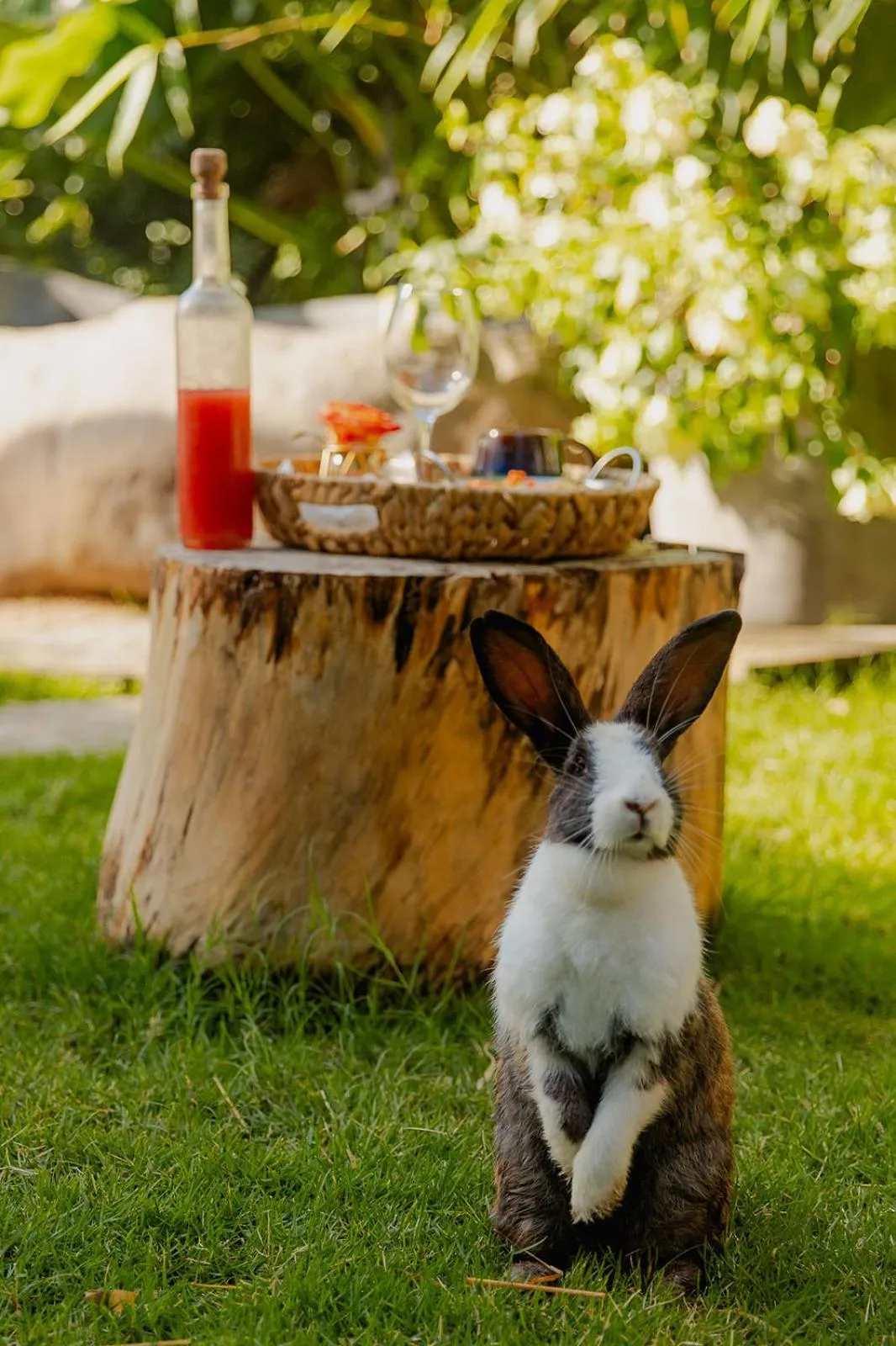Breakfast in Green Land Bubble Glamping