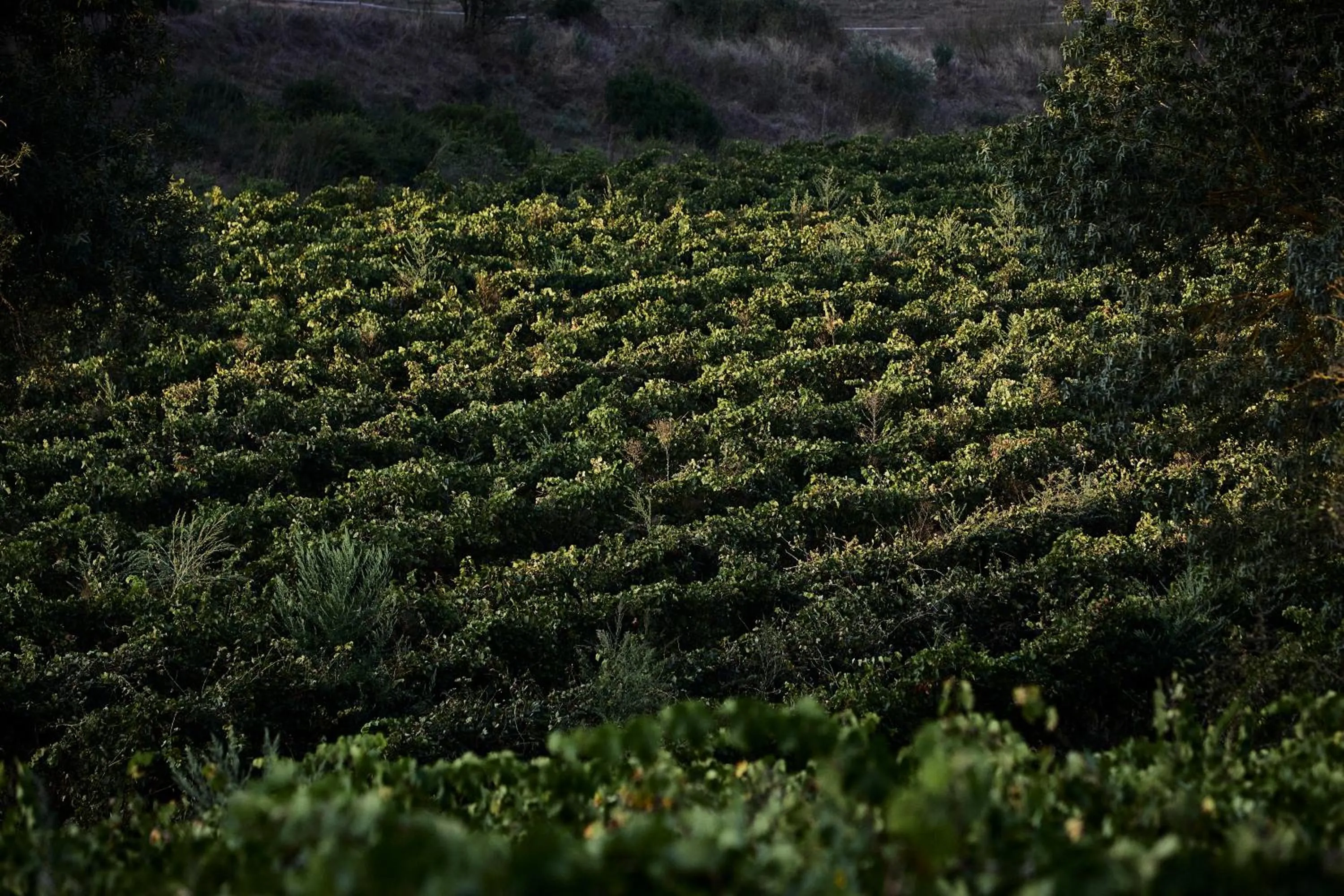 Natural landscape in Les Cabanes de l'Oller del Mas