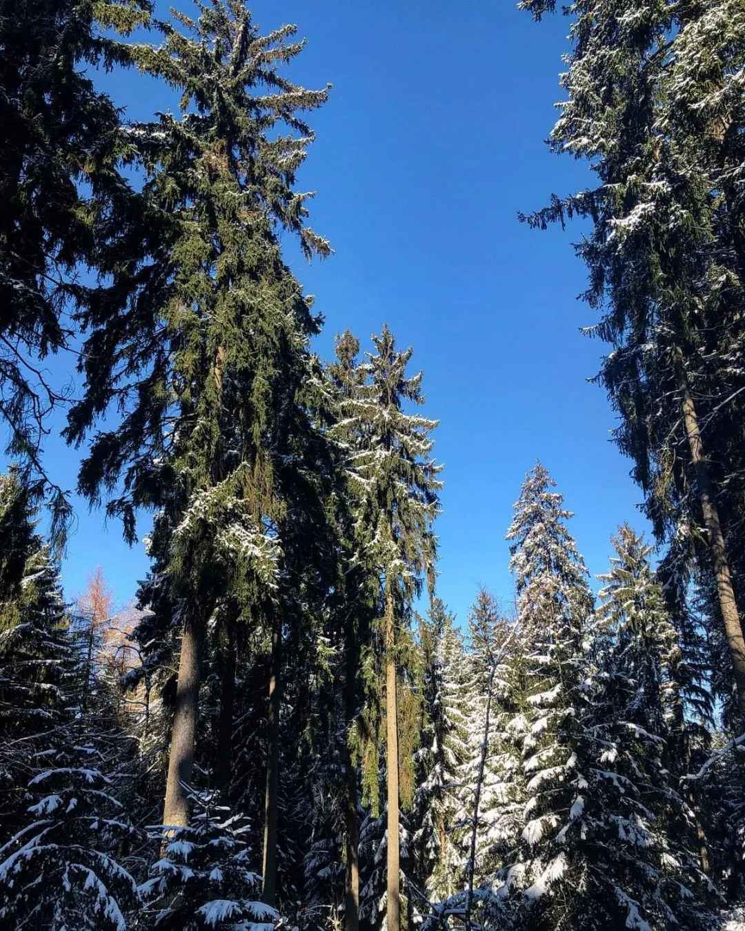 Natural landscape in Glashütten Hotel
