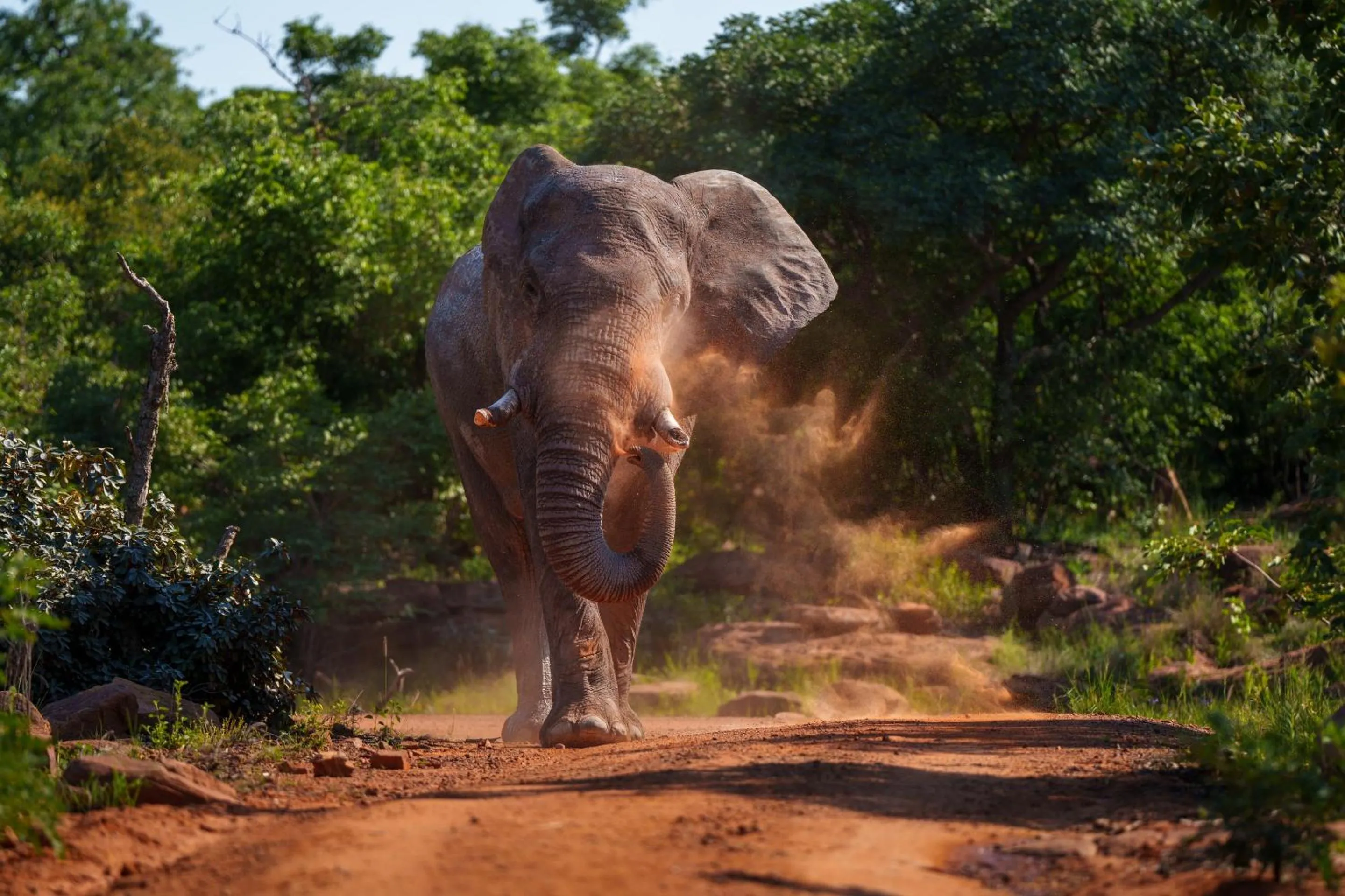 Animals in Sediba Luxury Safari Lodge