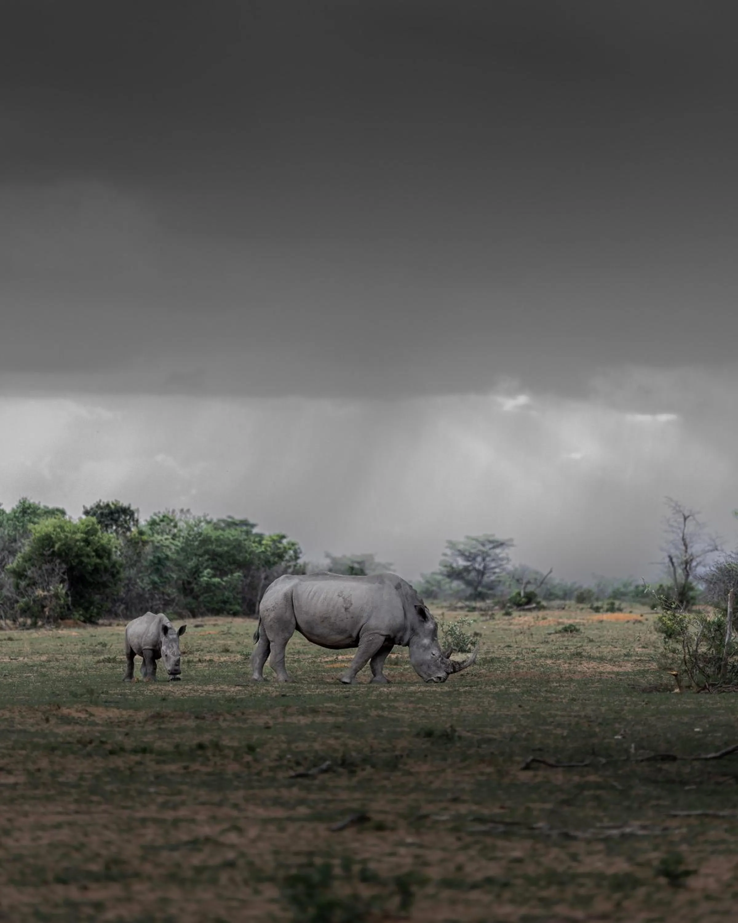 Animals in Sediba Luxury Safari Lodge