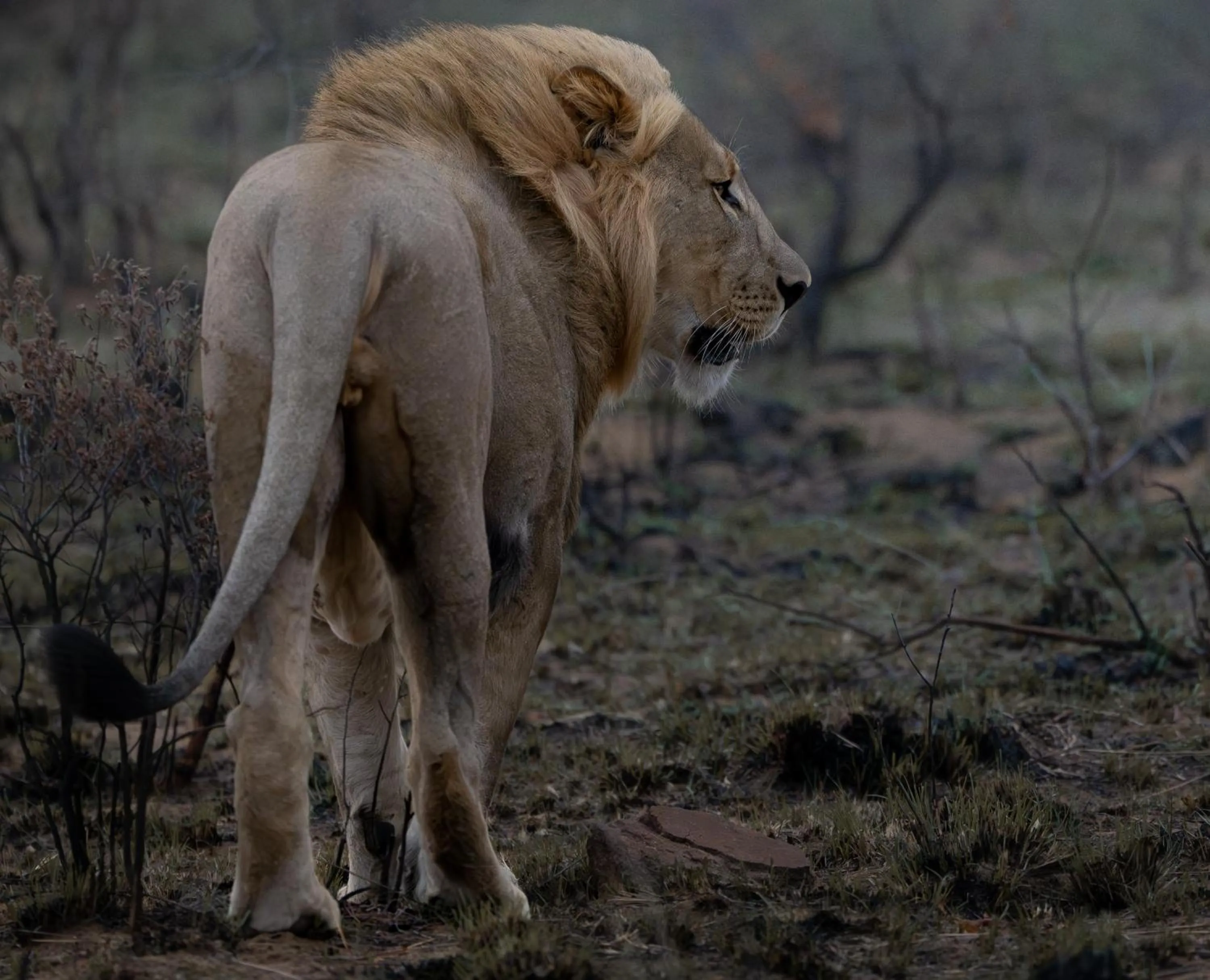 Animals in Sediba Luxury Safari Lodge