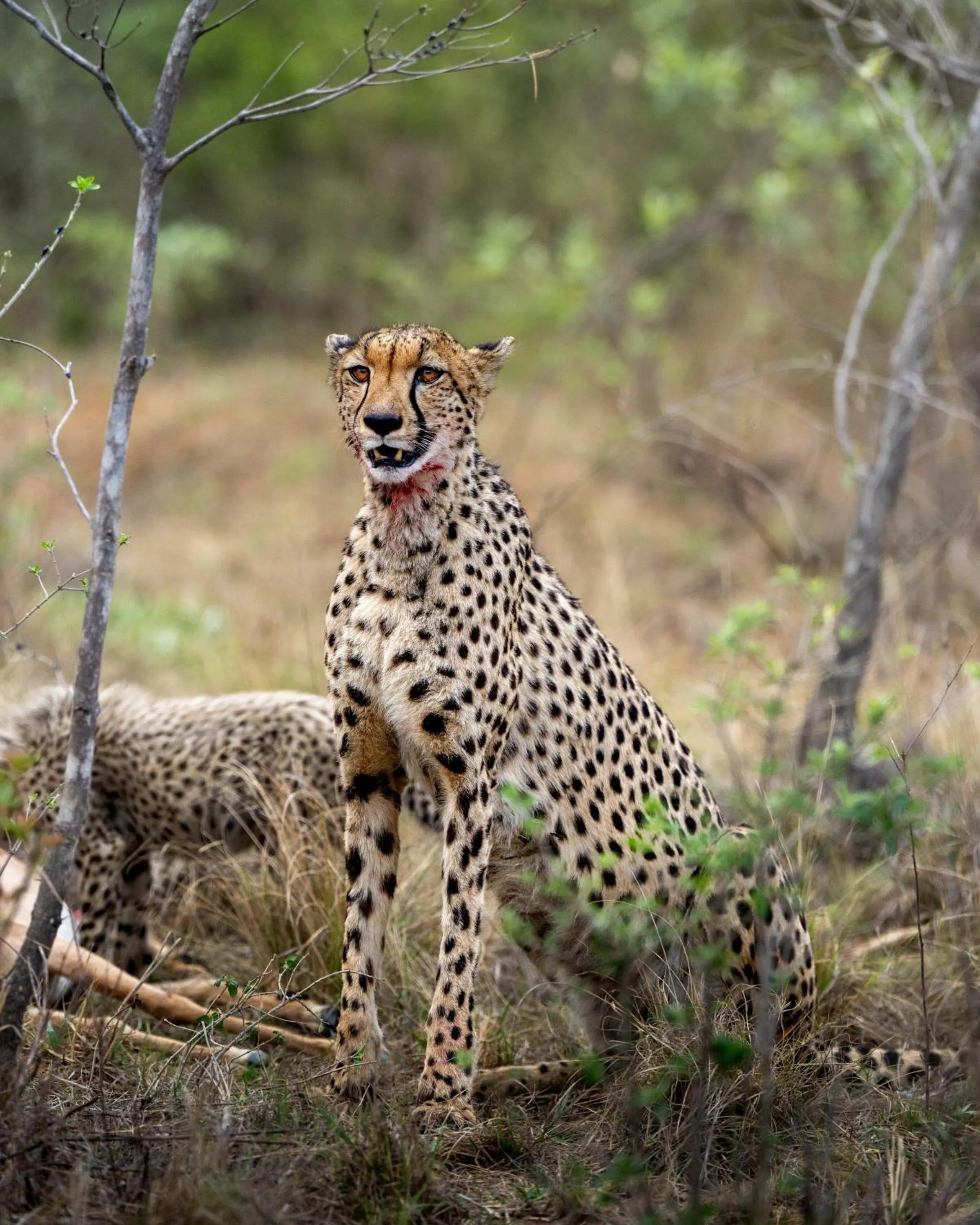Animals in Sediba Luxury Safari Lodge