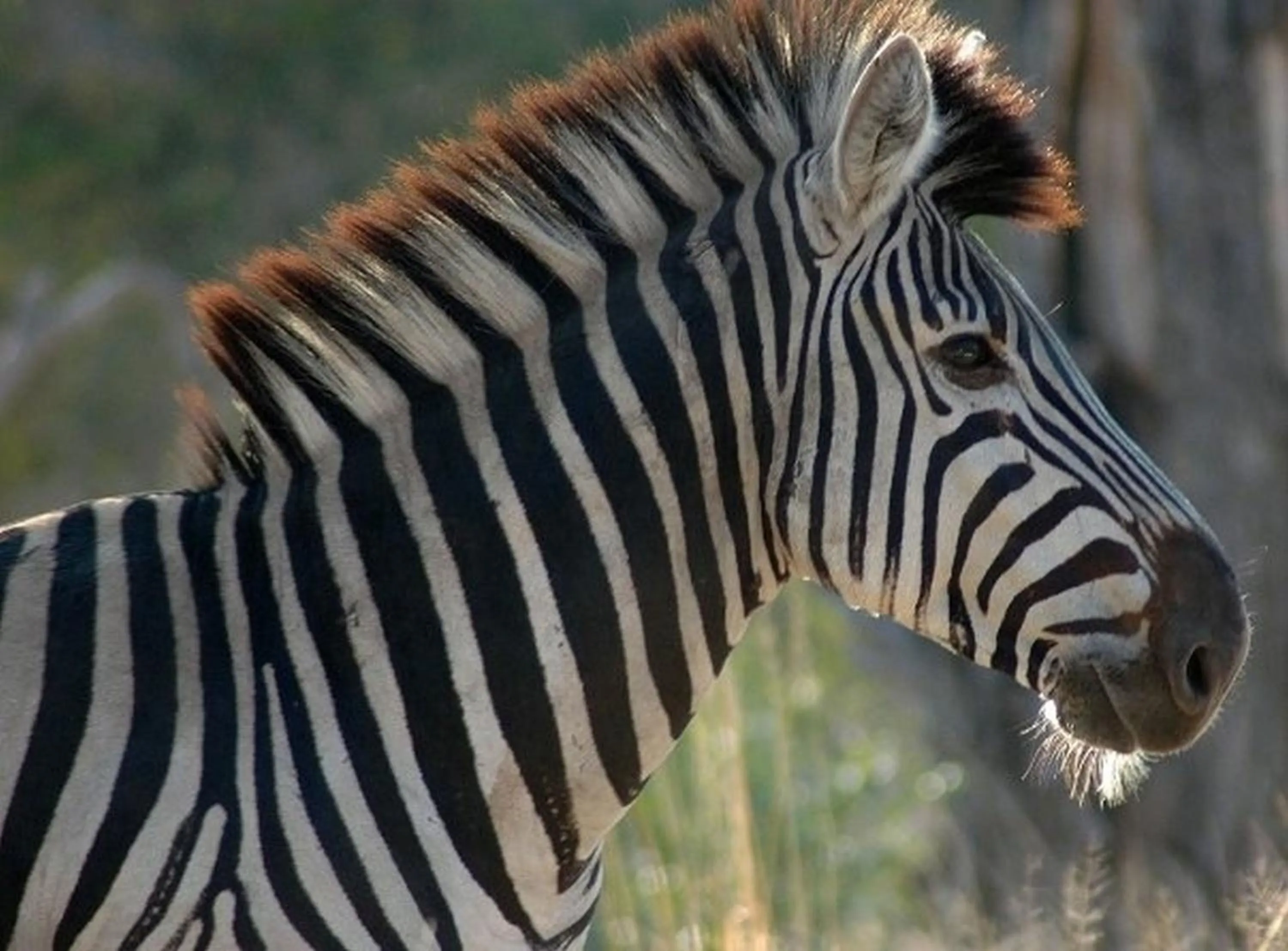 Day in Ngama Tented Safari Lodge
