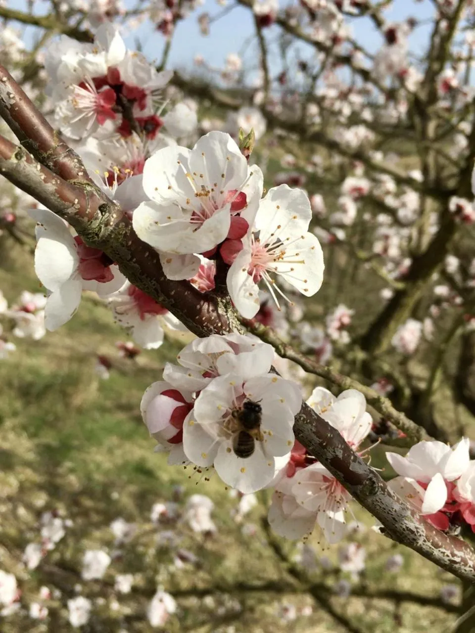Garden in Aux Coteaux d'Aussac