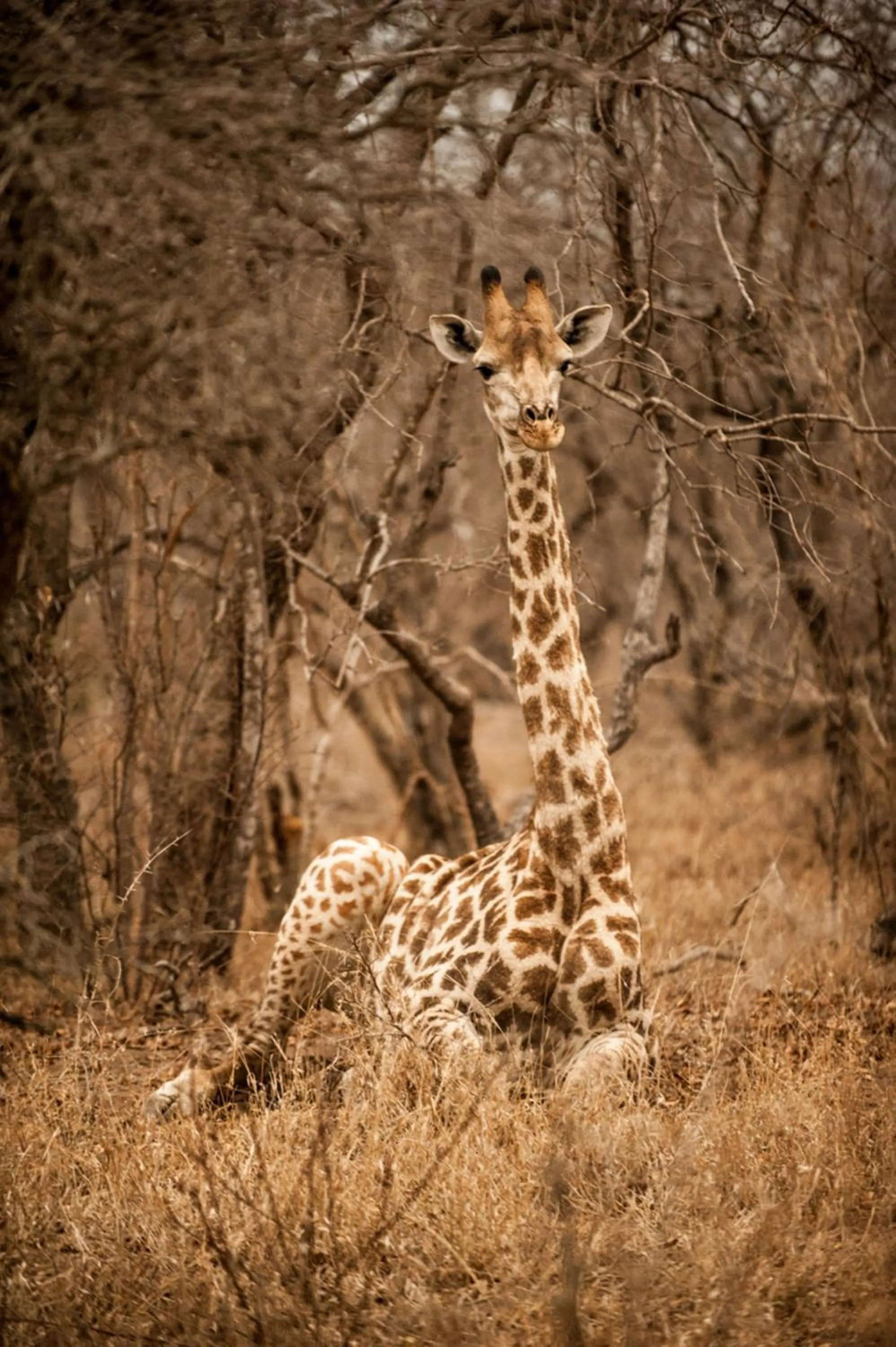 Decorative detail in Moditlo River Lodge