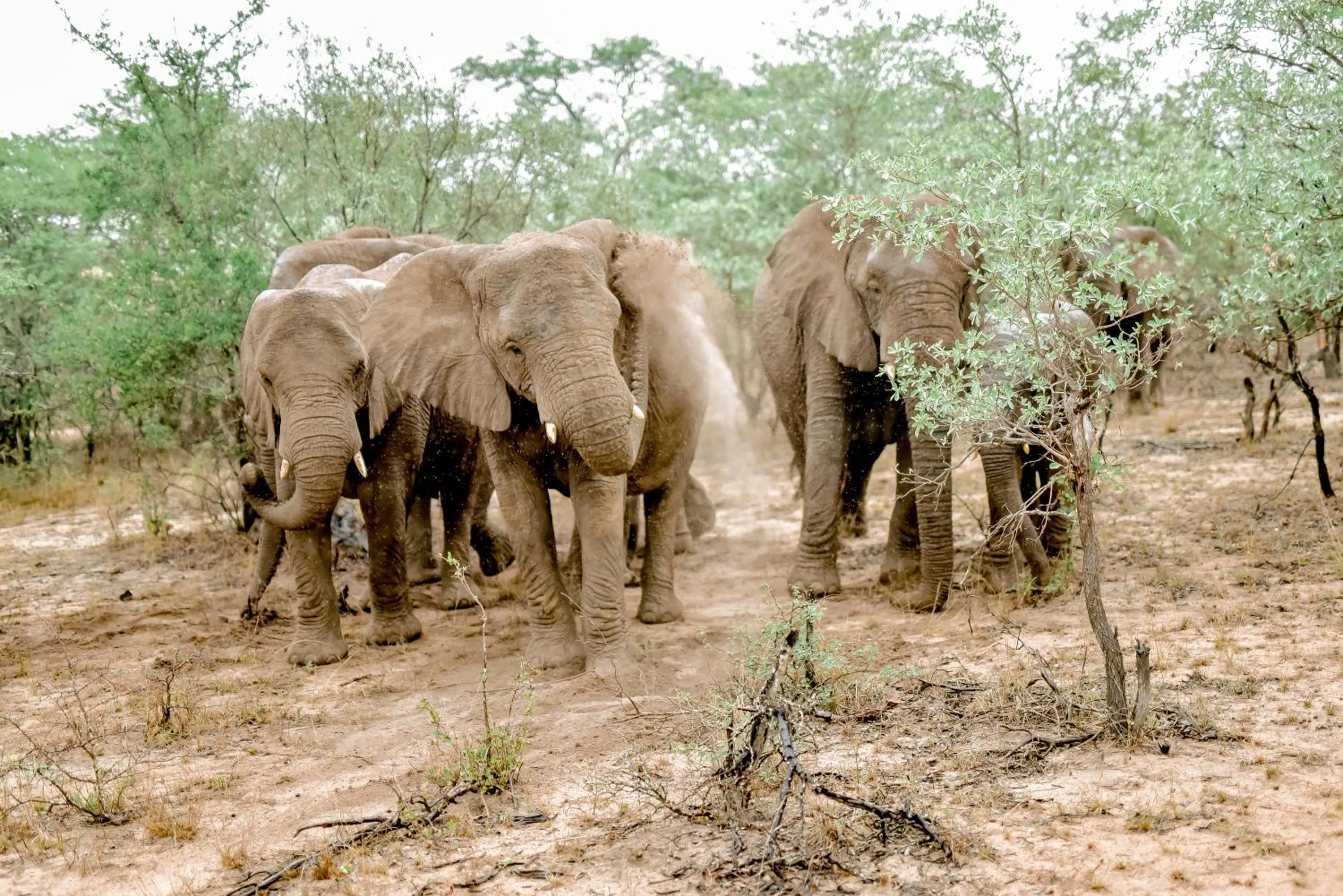 Animals in Moditlo River Lodge