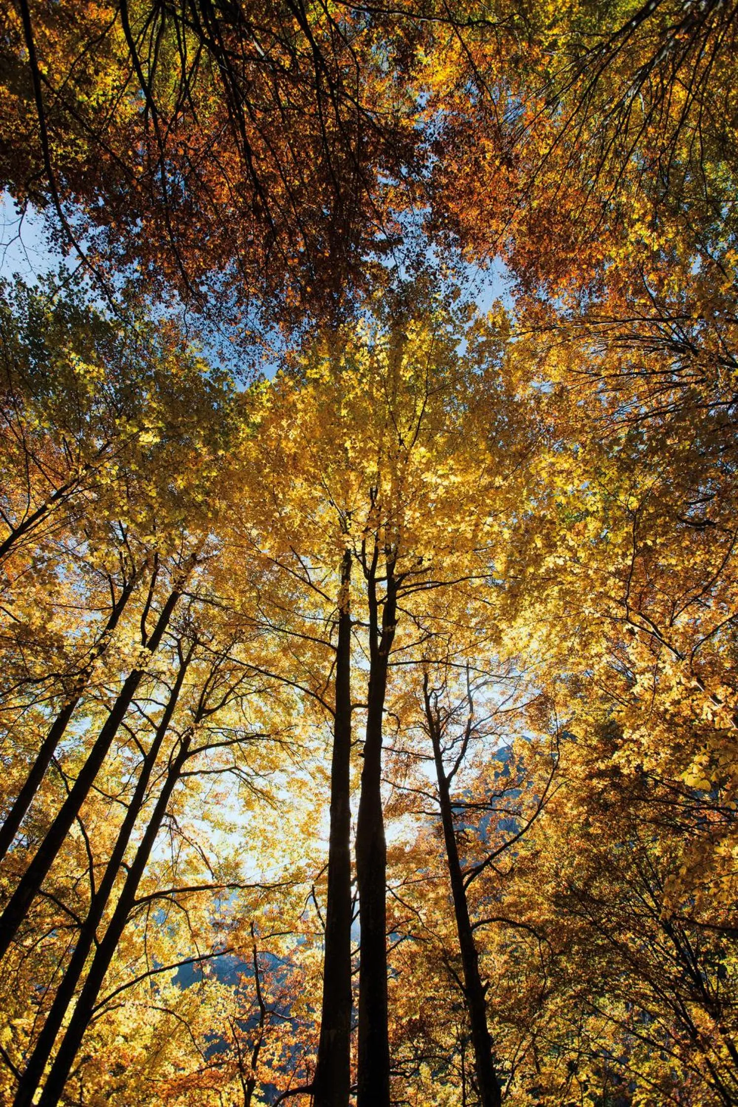 Autumn in Hotel Chalet Giasenei