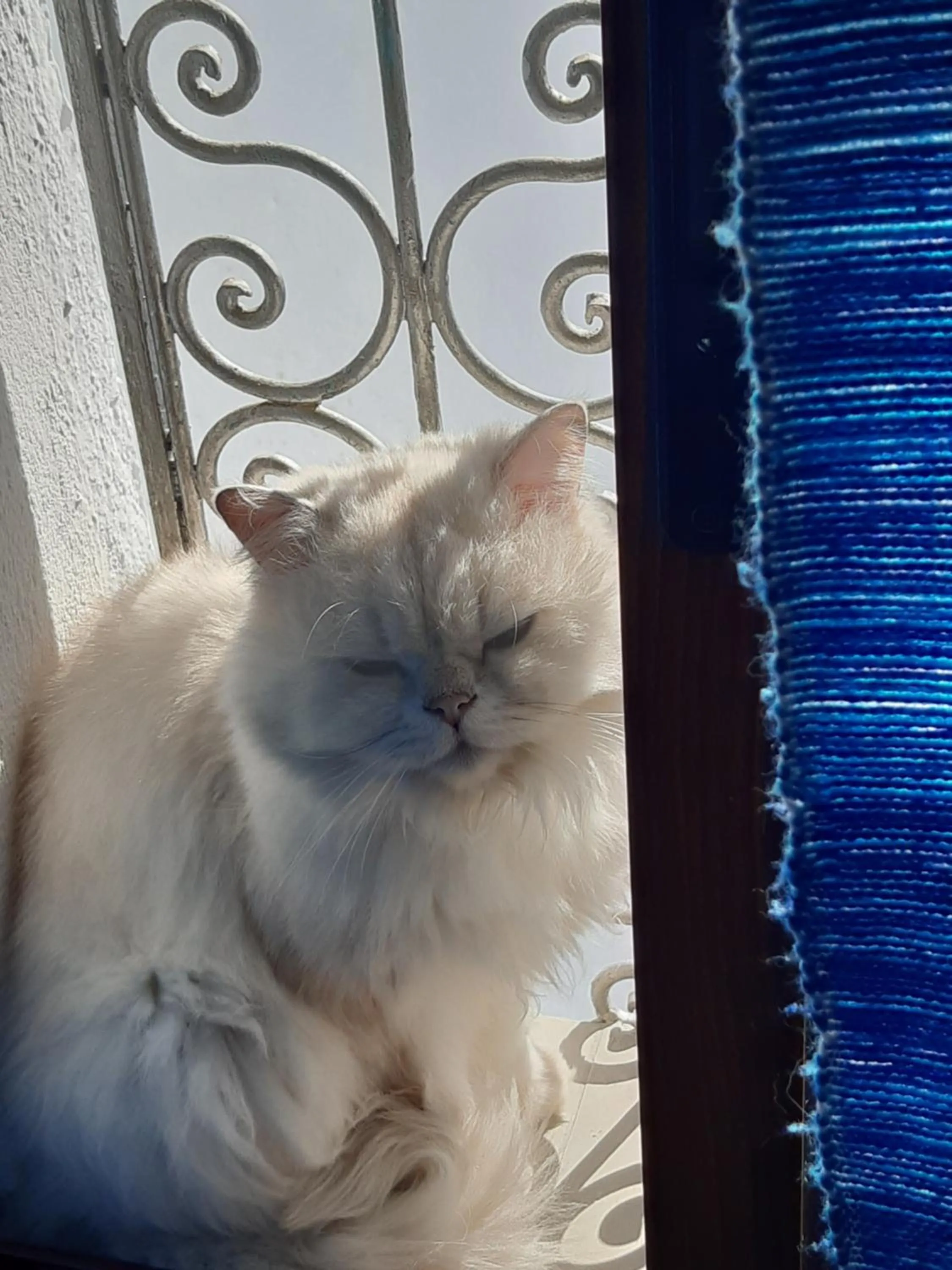 Animals in Hotel Casa Miguel