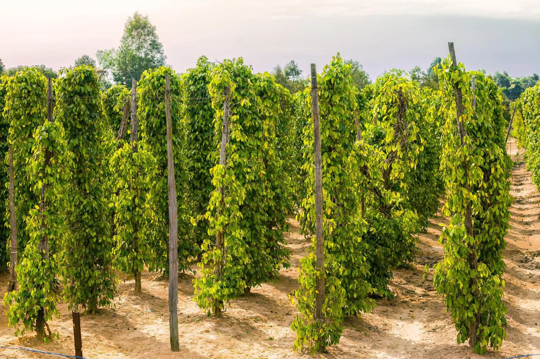 Area and facilities in Regent Phu Quoc