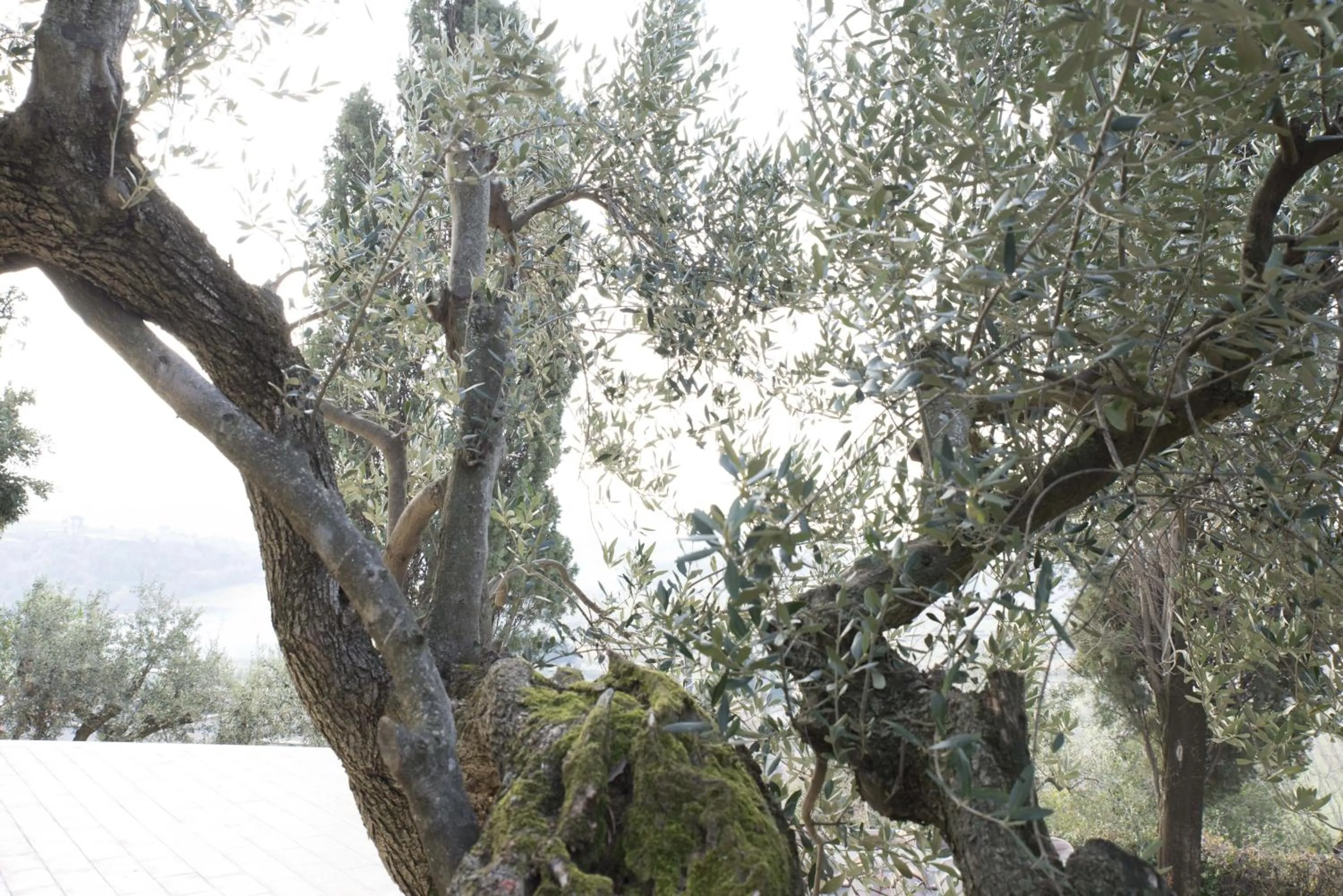 Garden view in La Dolce Casetta