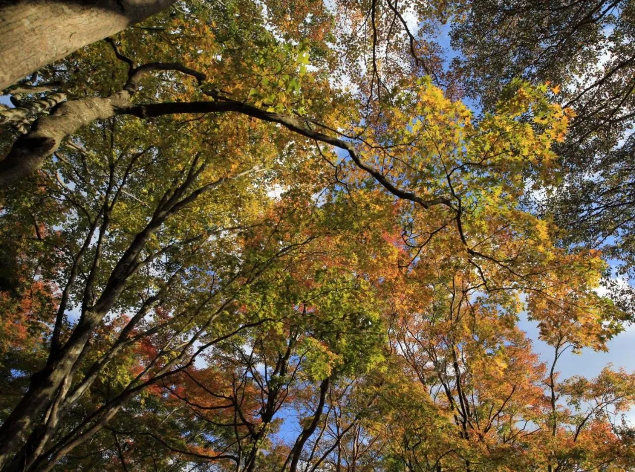 Natural landscape in Hakone Nanase formerly known as Manatei Hakone