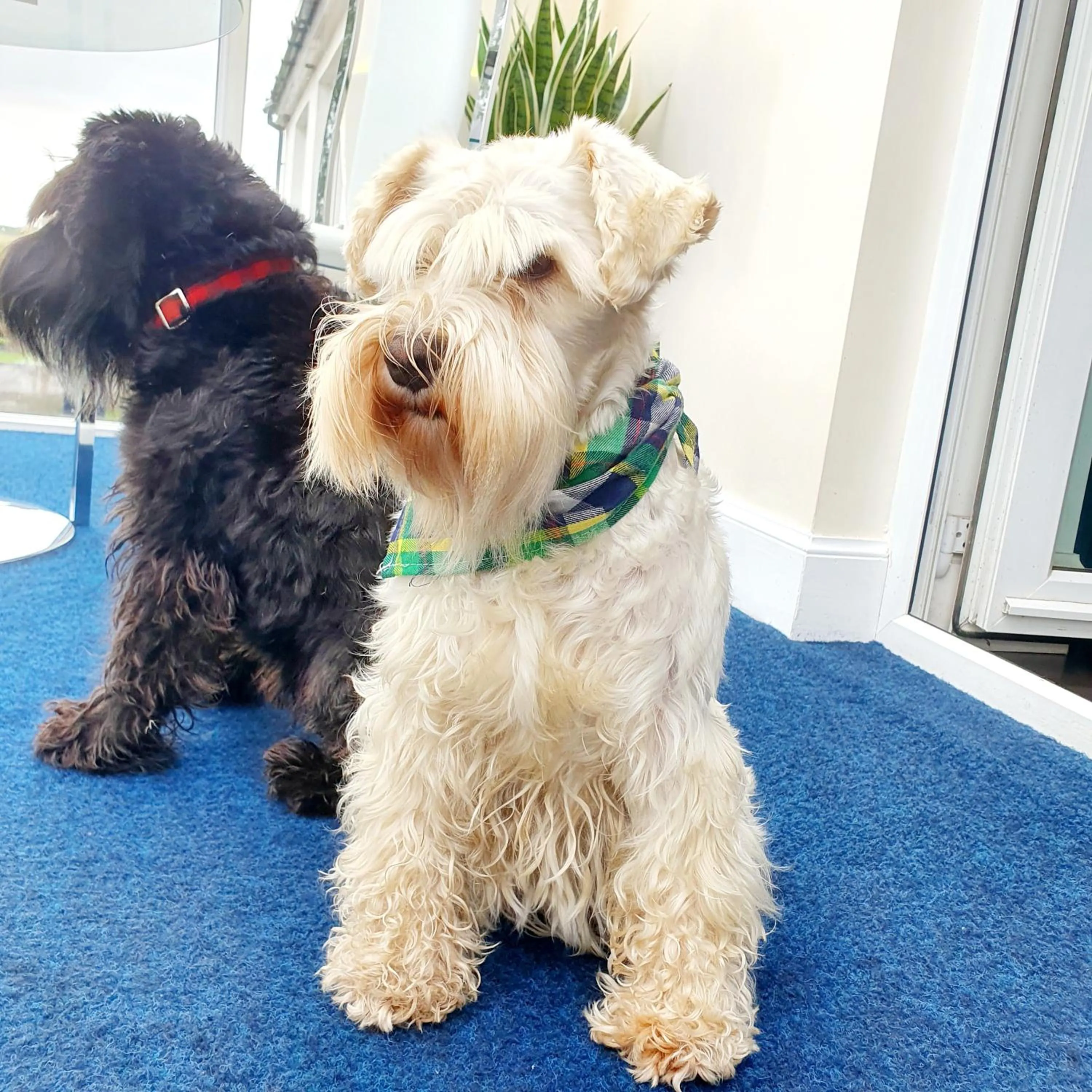 The Green Monkey Lux Suite at The Grumpy Schnauzer B&B Private Hot Tub, Gym, Breakfast, Stunning!