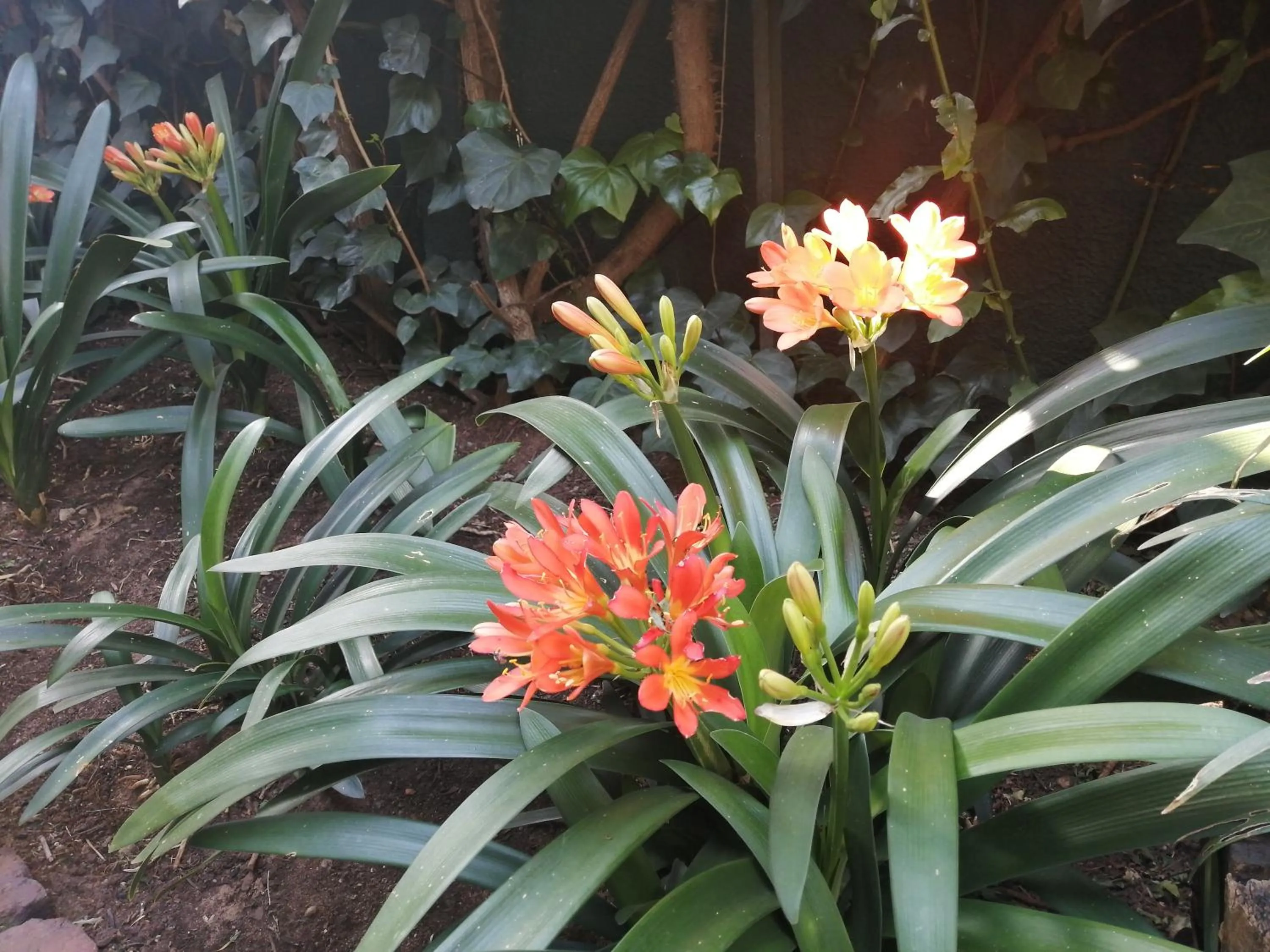Garden in Jasmine Guest Cottage