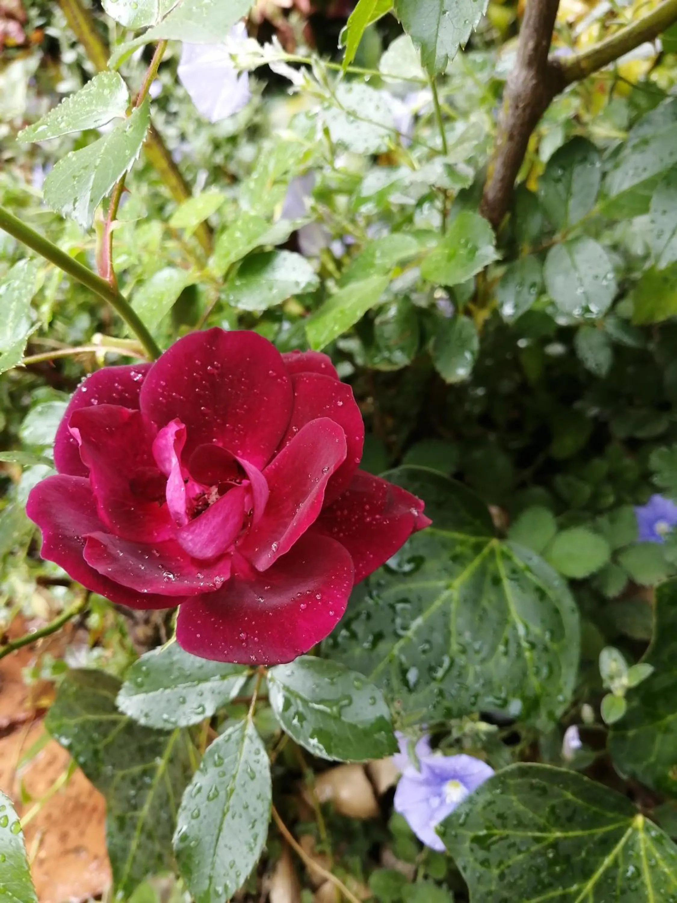 Garden in Jasmine Guest Cottage