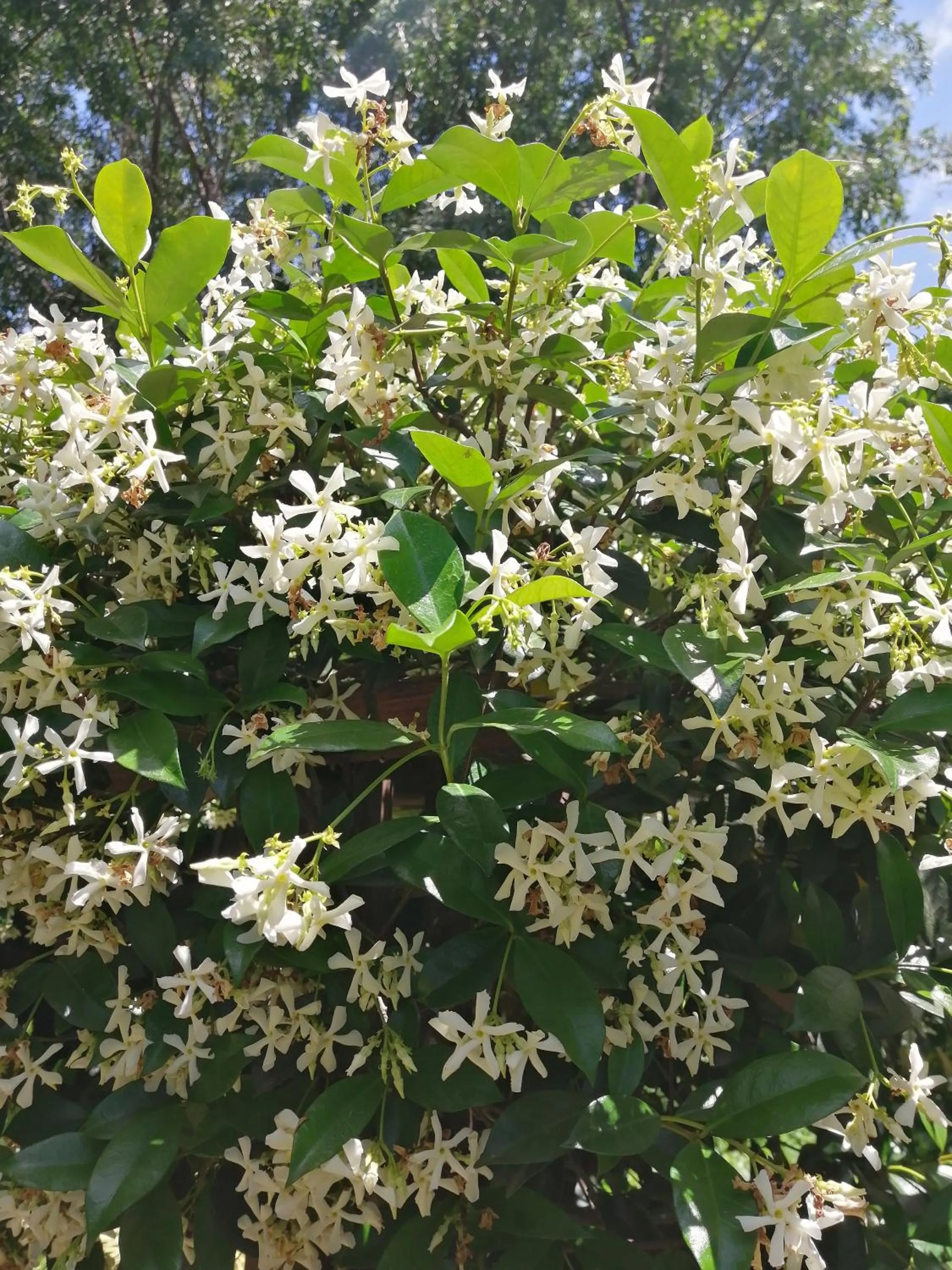 Garden in Jasmine Guest Cottage