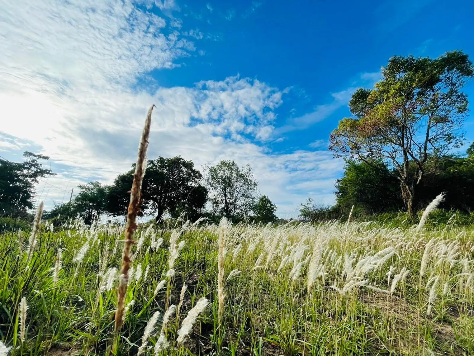 Natural landscape in Birdwing Sigiriya