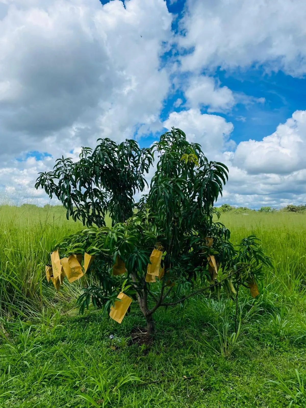 On site in Birdwing Sigiriya