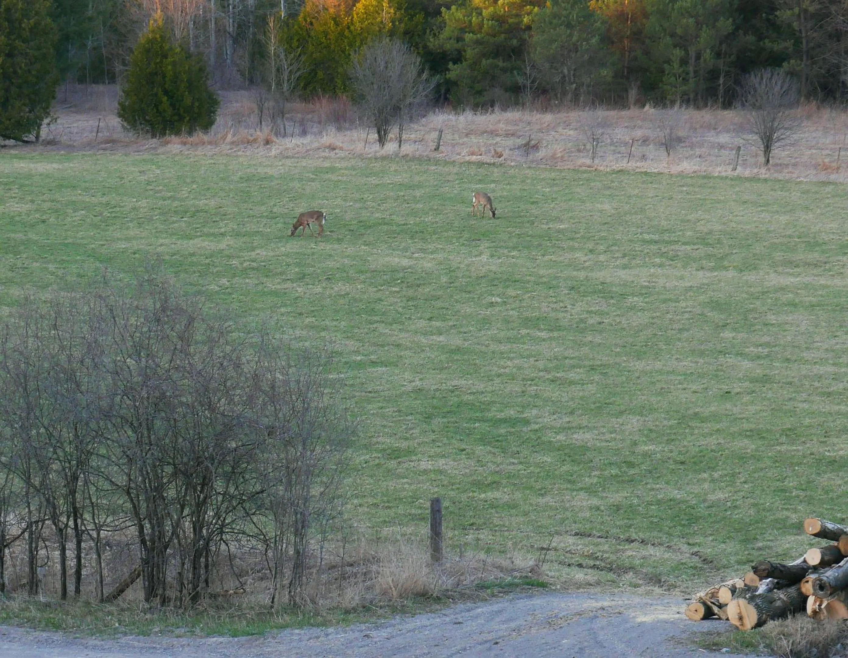Animals in Our Valley View Bed & Breakfast