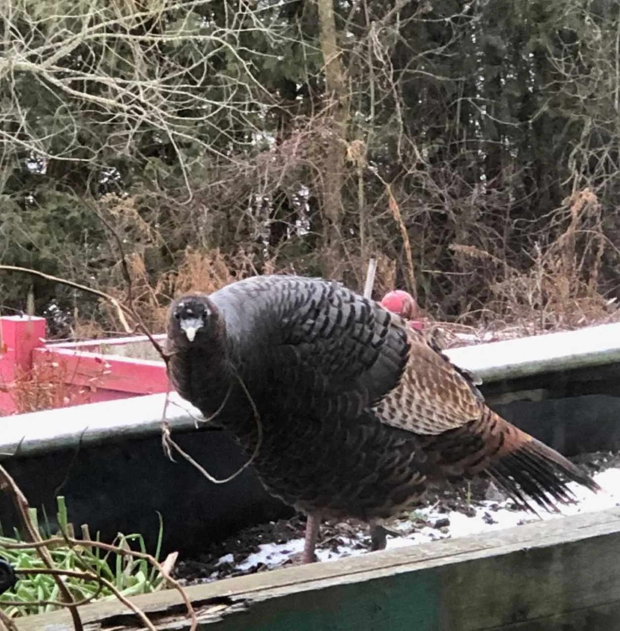 Animals in Our Valley View Bed & Breakfast