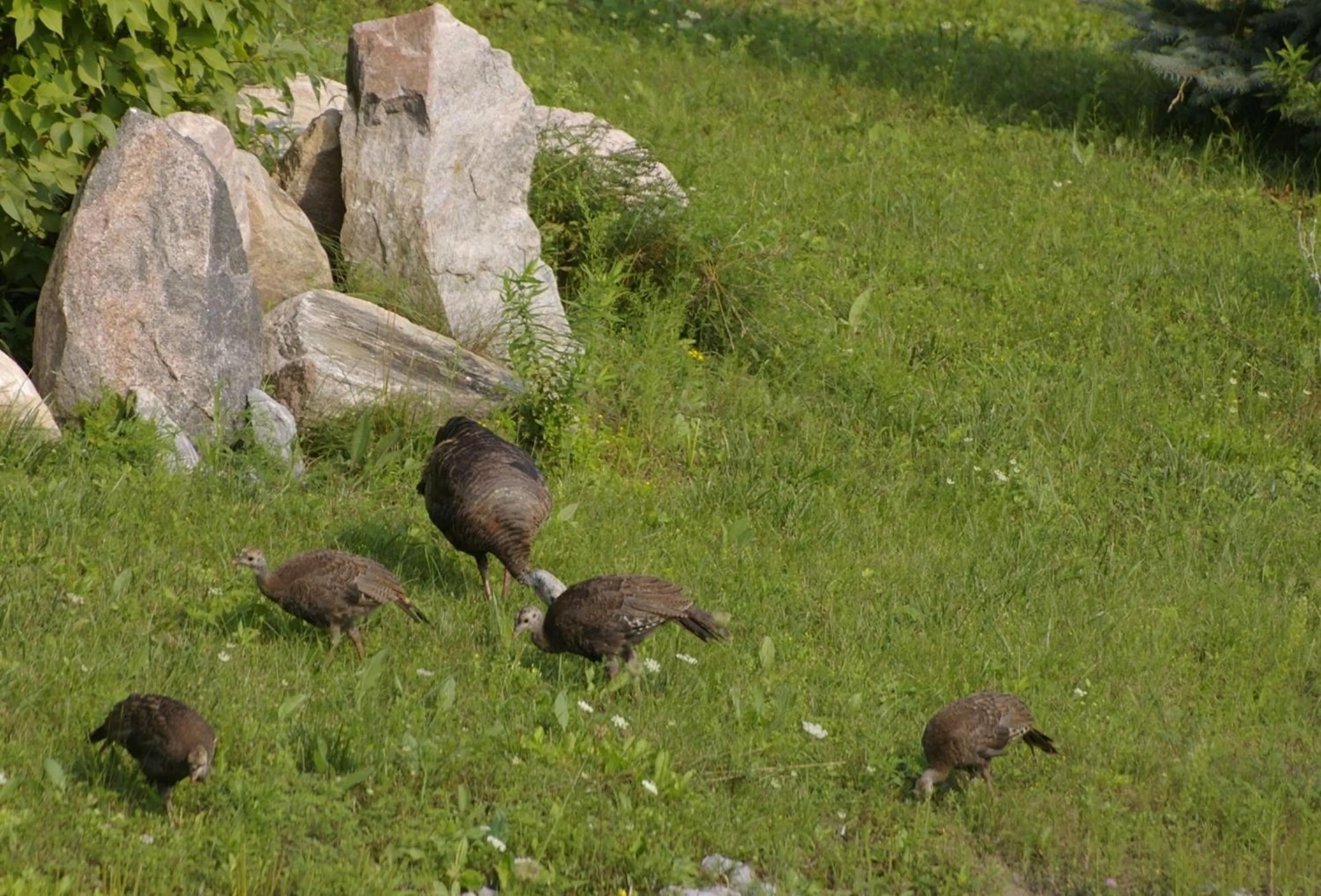 Animals in Our Valley View Bed & Breakfast