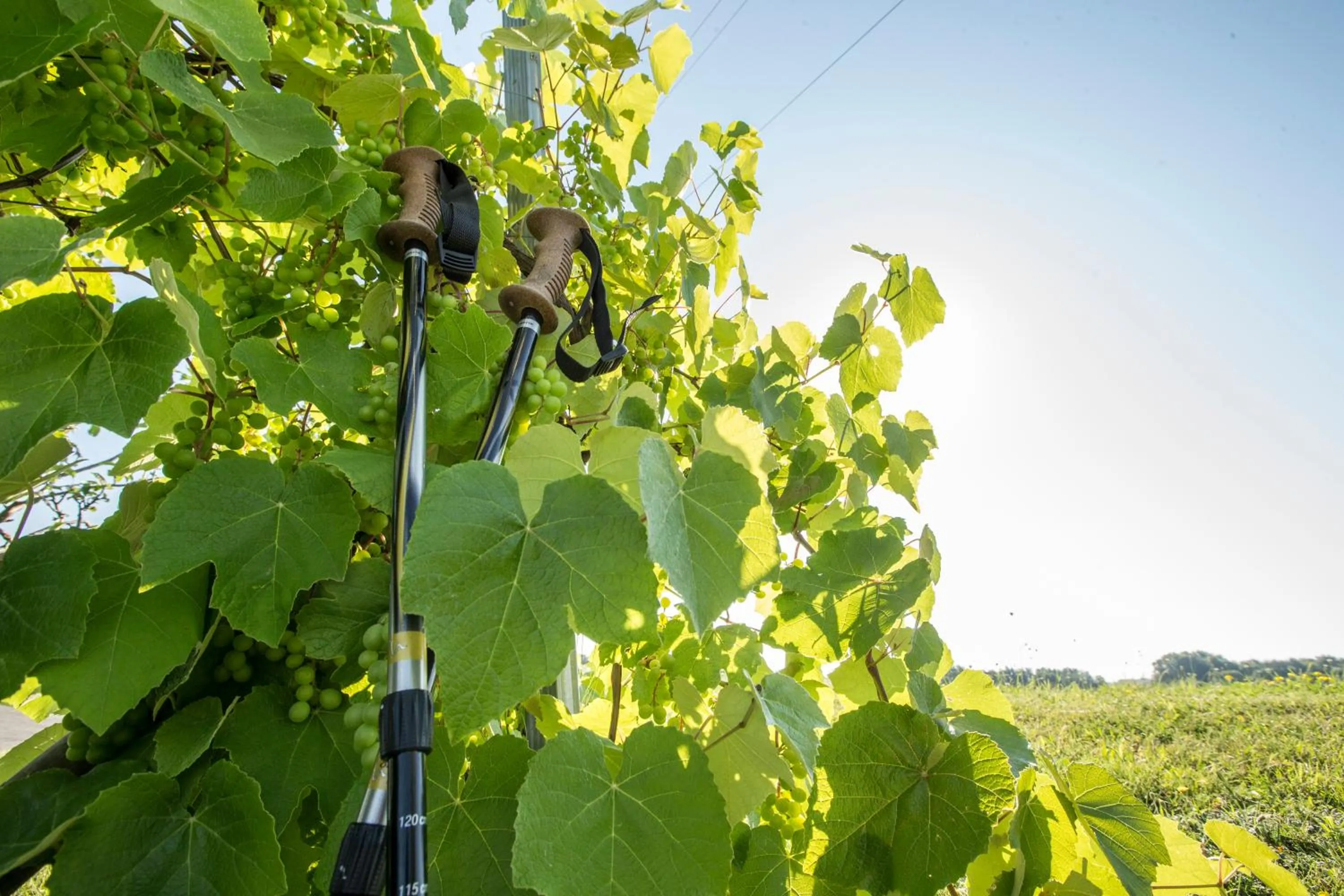 Garden in Hotel Panoramahof Loipersdorf