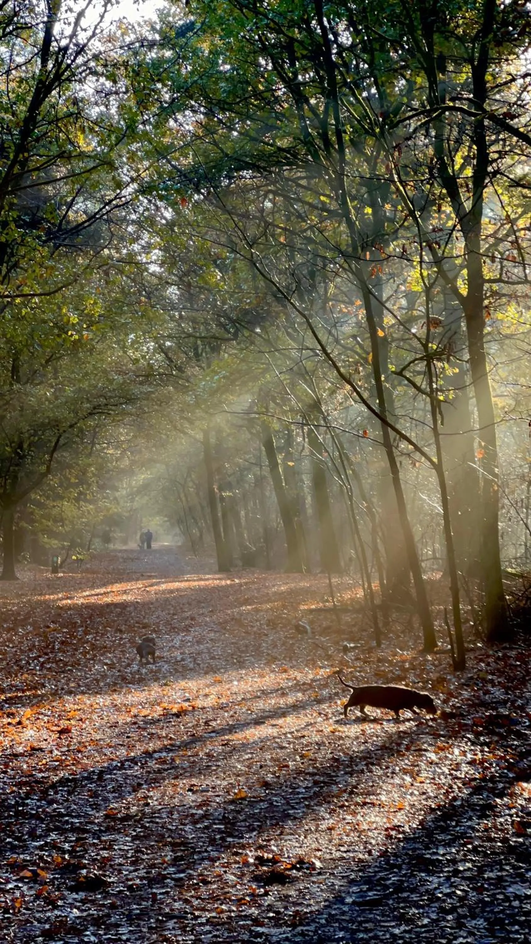 BnB Mir Lo in Mierlo Adults only