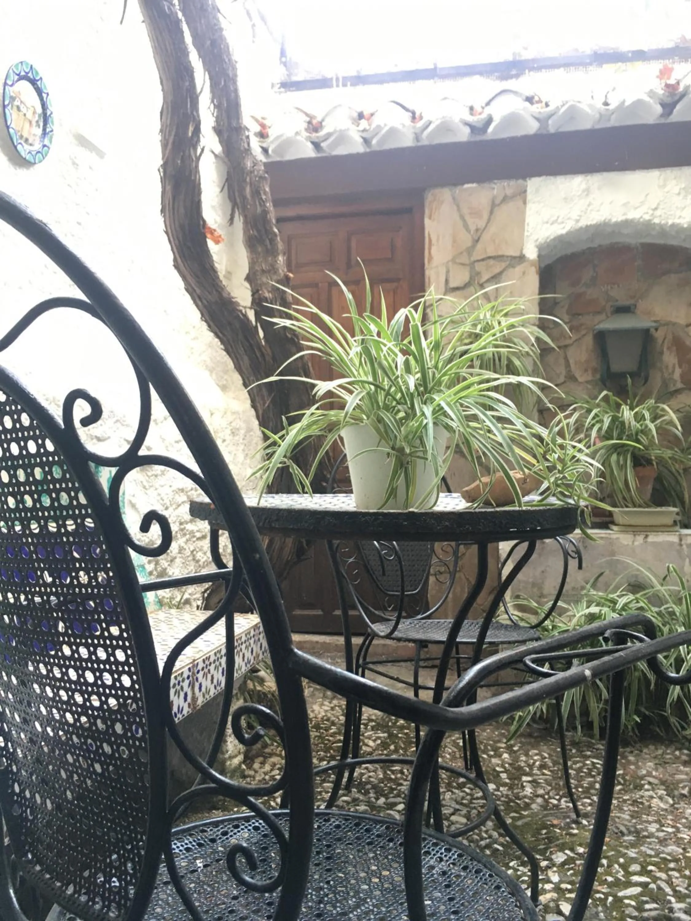 Garden in Patio Granada